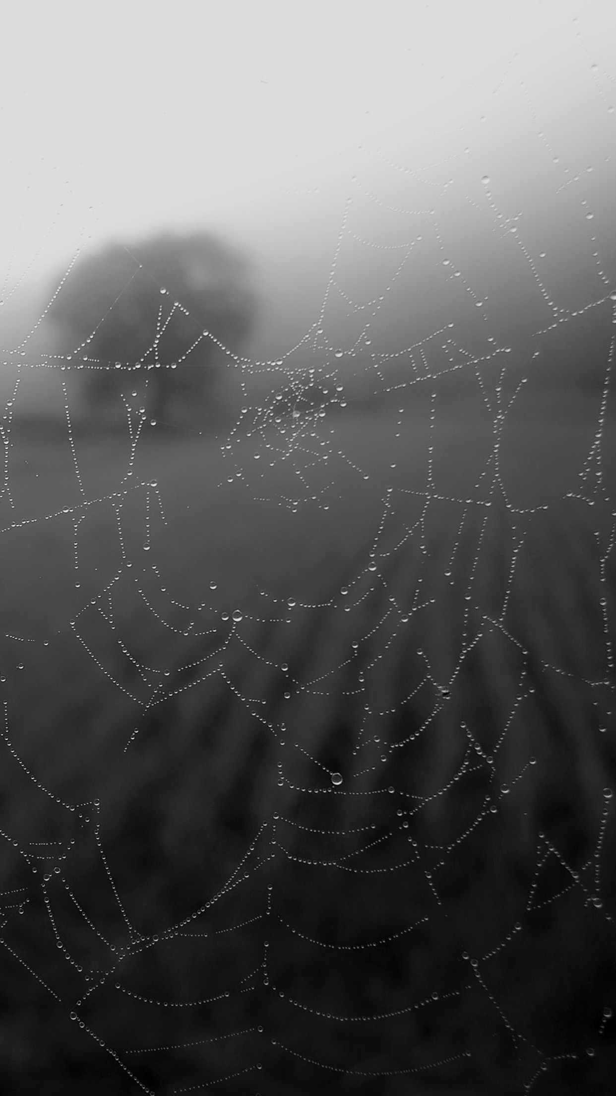1242x2208 | iPhone11 wallpaper | mv04-morning-dew-spider-webrain-water-nature-bw-dark