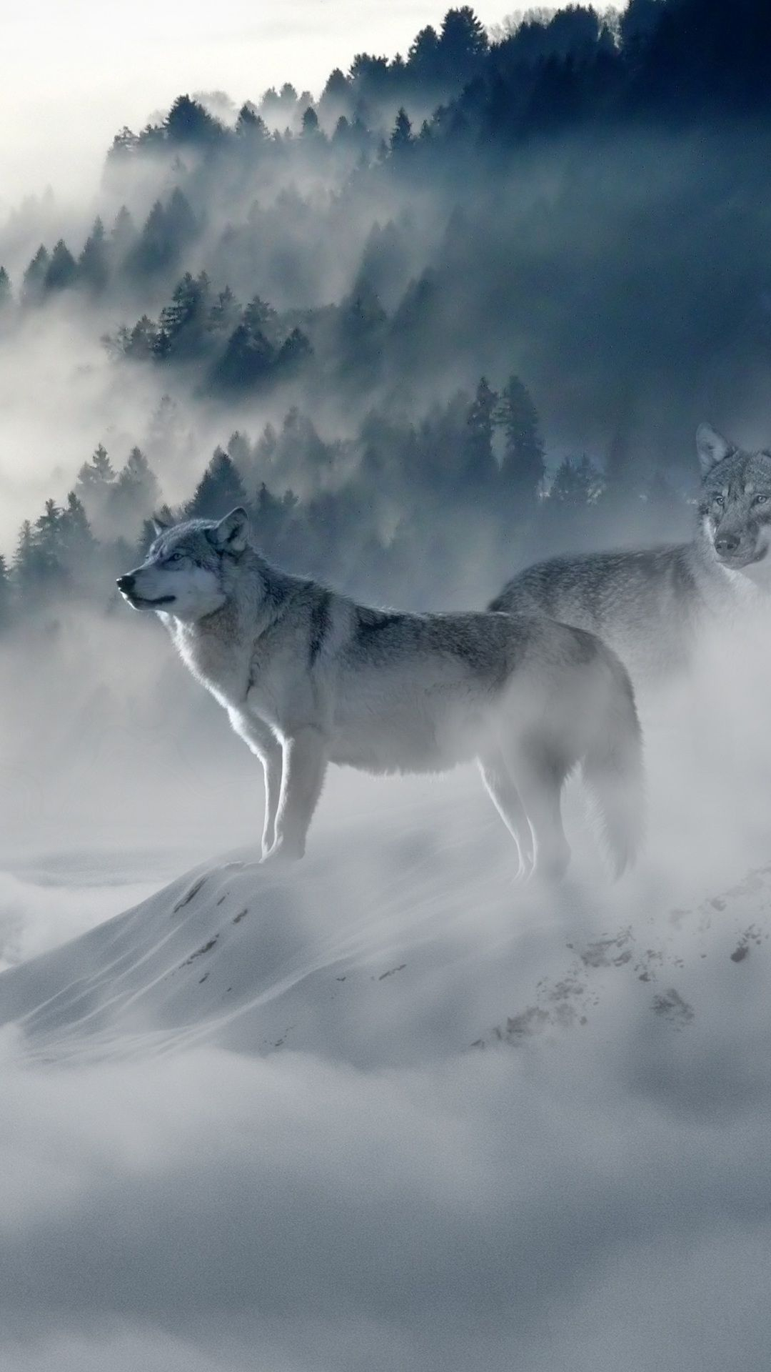 1080x1920 Snow Wolf In Resolution | Snow wolf, Wolf wallpaper, Wolf pictures