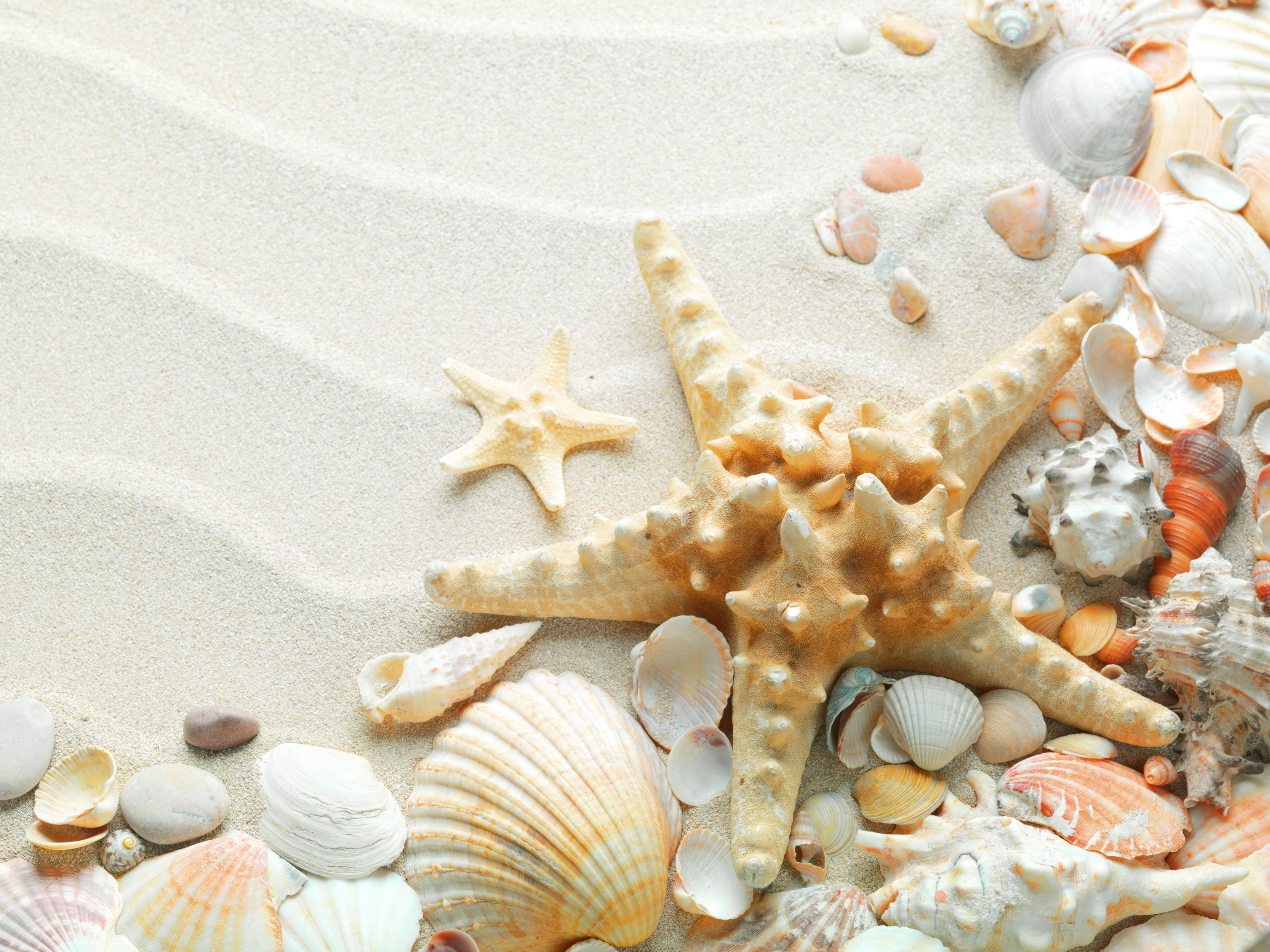 2560x1920 50+ Starfish HD Wallpapers and Backgrounds