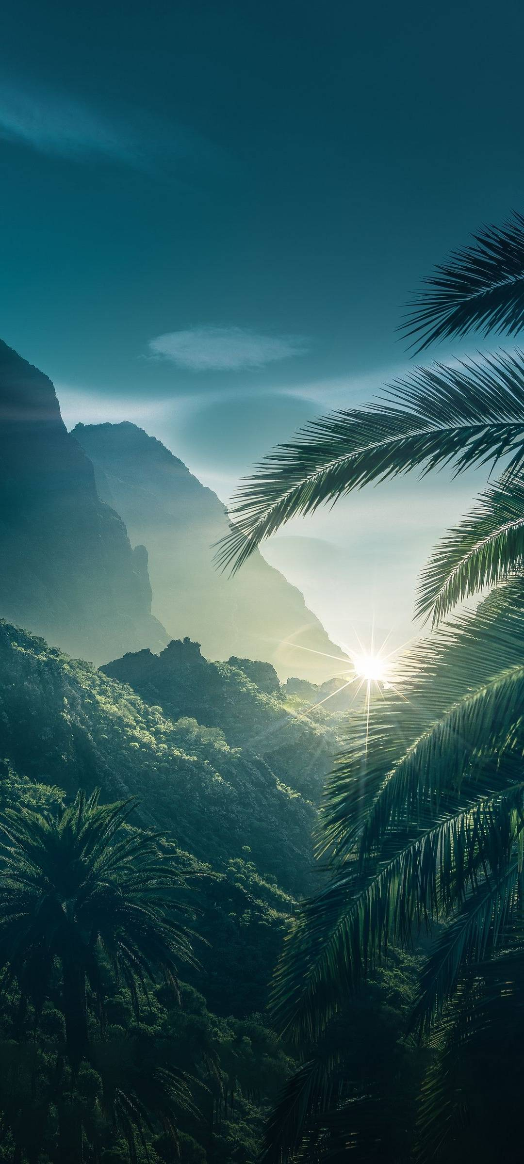 1080x2400 Palm Tree Mountain Sunrise Wallpaper