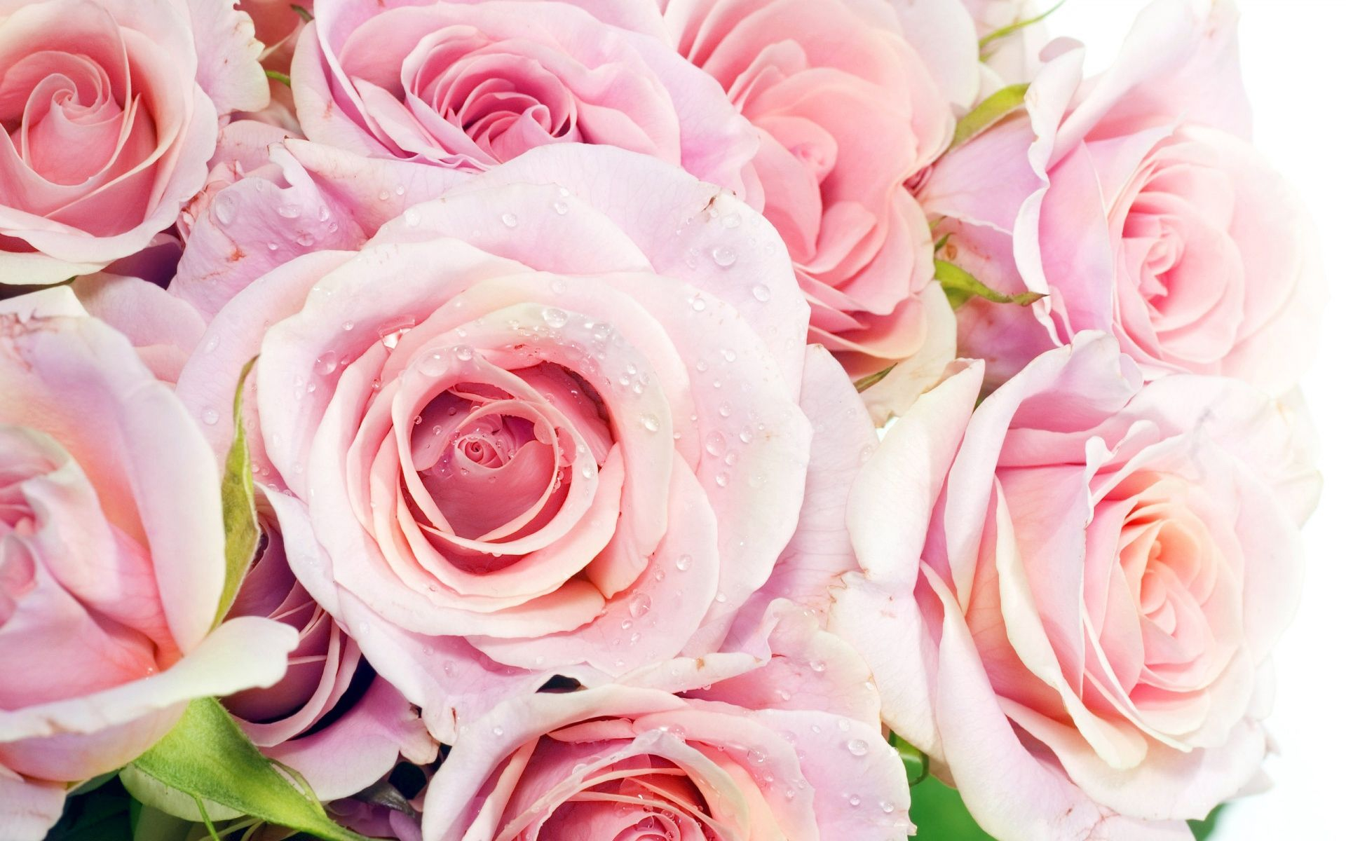 1920x1200 Pin by &Oslash;&plusmn;&Oslash;&ordm;&Ugrave;&#128;&Ugrave;&#128;&Ugrave;&#128;&Ugrave;&#128;&Ugrave;&#128;&Ugrave;&#128;&Oslash;&macr; on \u0026 flower \u0026 | Pink rose wallpaper hd, Pink rose pictures, Beautiful pink roses