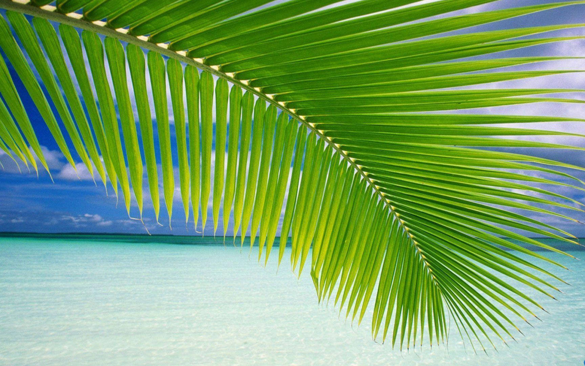 1920x1200 Download Palm Tree Leaf Beach Background Wallpaper