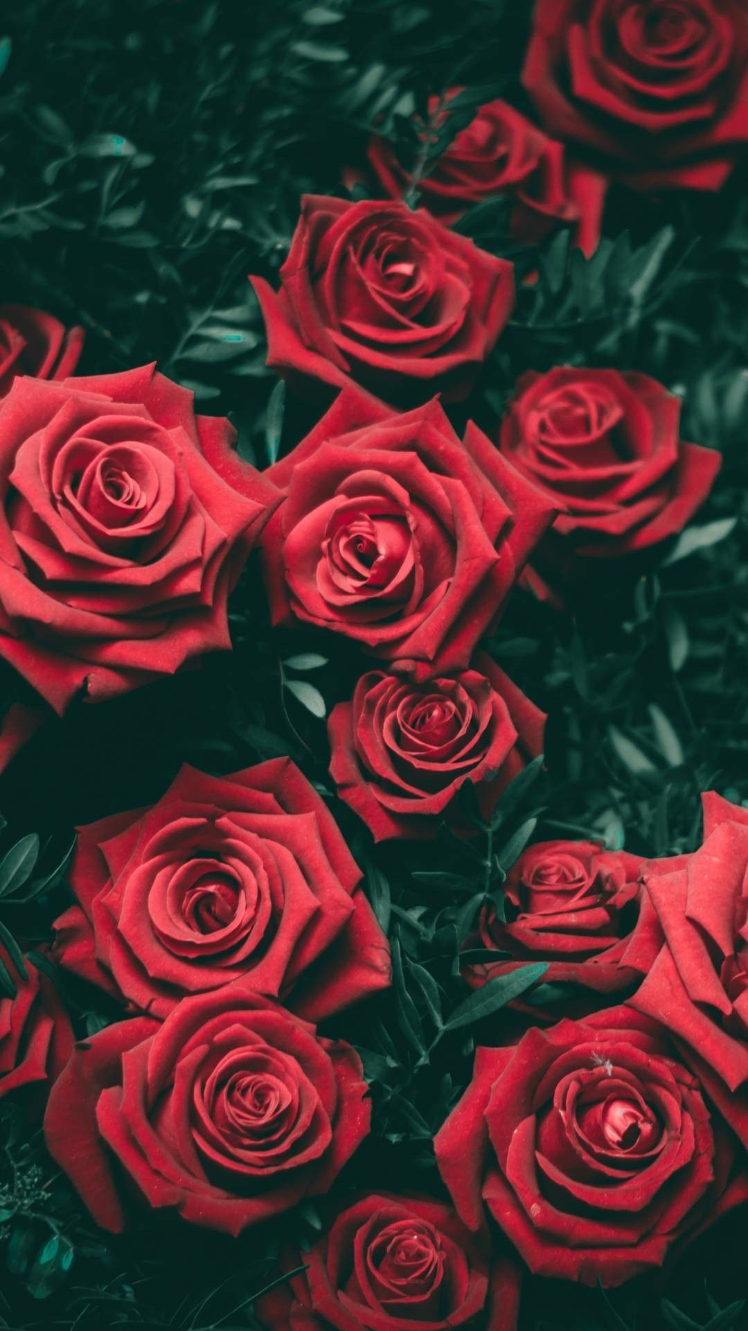 1080x1920 Red Rose Vintage Wallpapers Top Free Red Rose Vintage Backgrounds