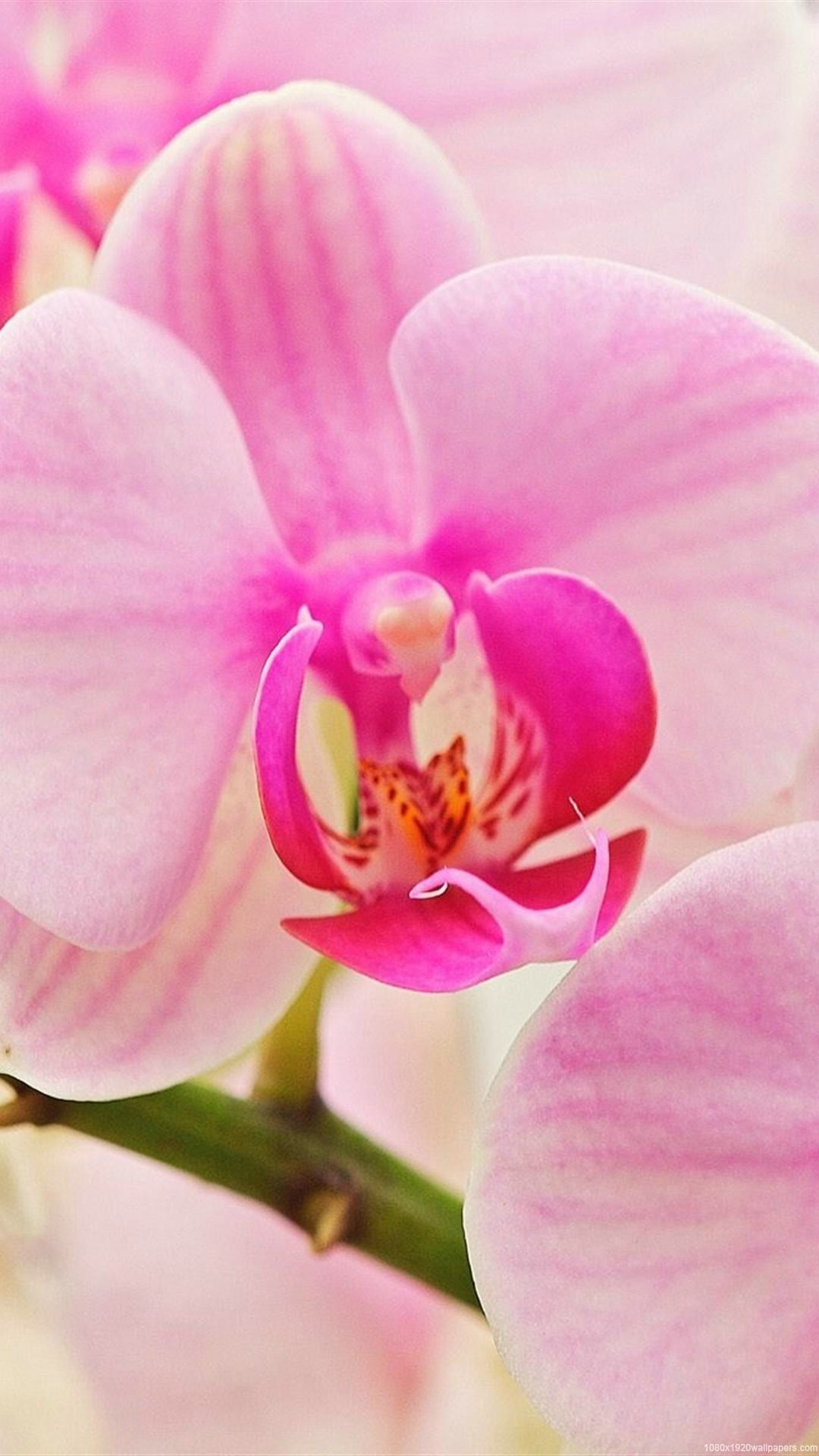 1080x1920 25 Orchid Flower iPhone Wallpapers Wallpaperboat