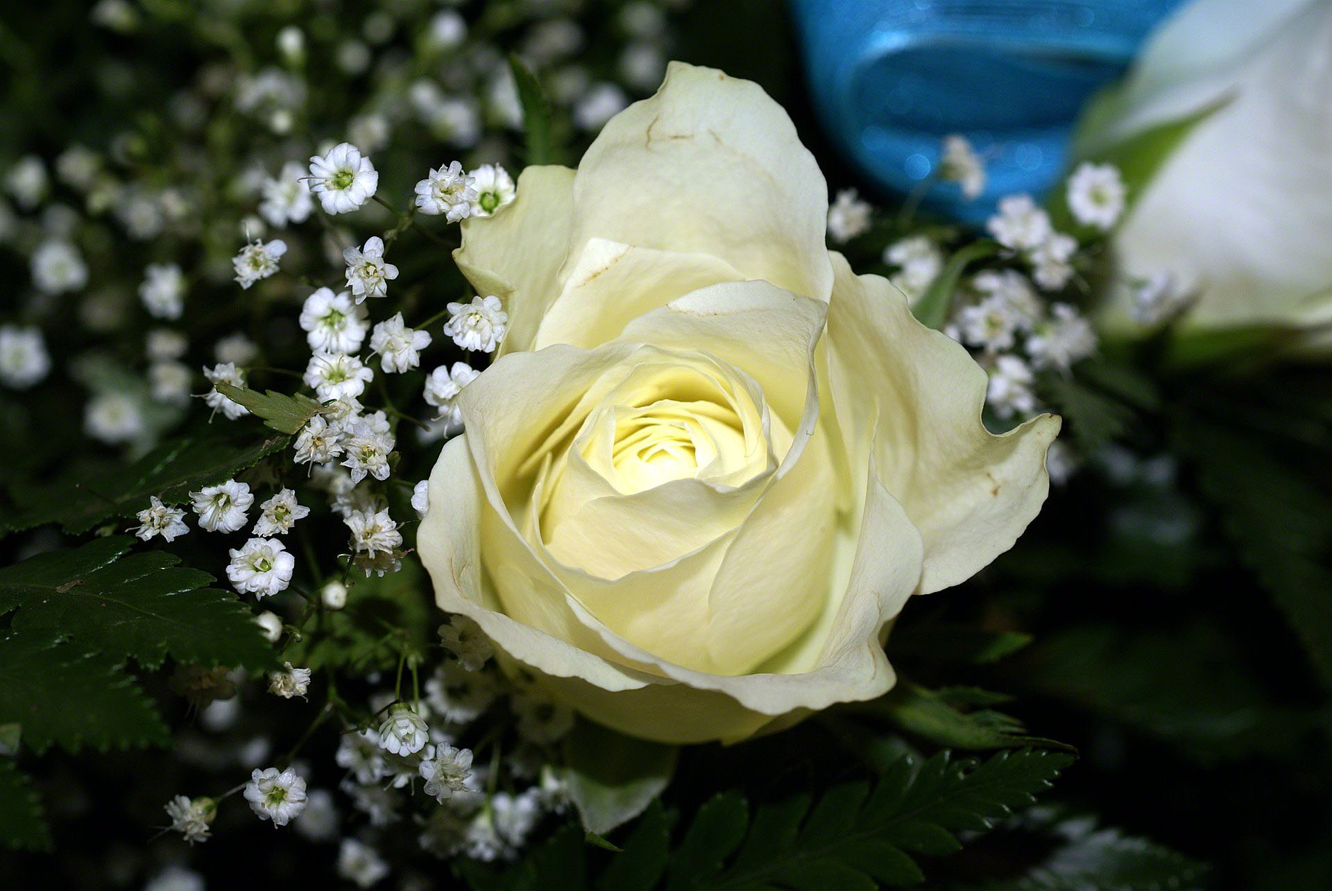 1920x1285 most beautiful White rose