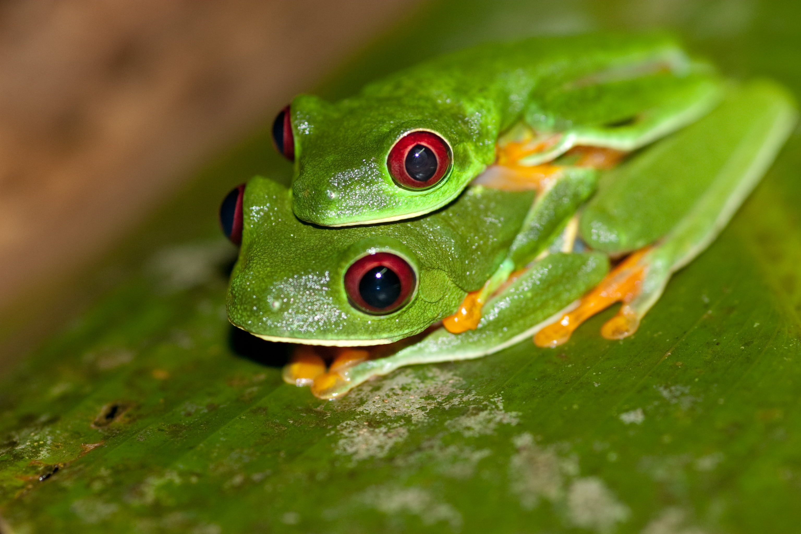 3072x2048 Two green tree frogs mating on green leaf close up photo, red-eyed tree frog, agalychnis HD wallpaper