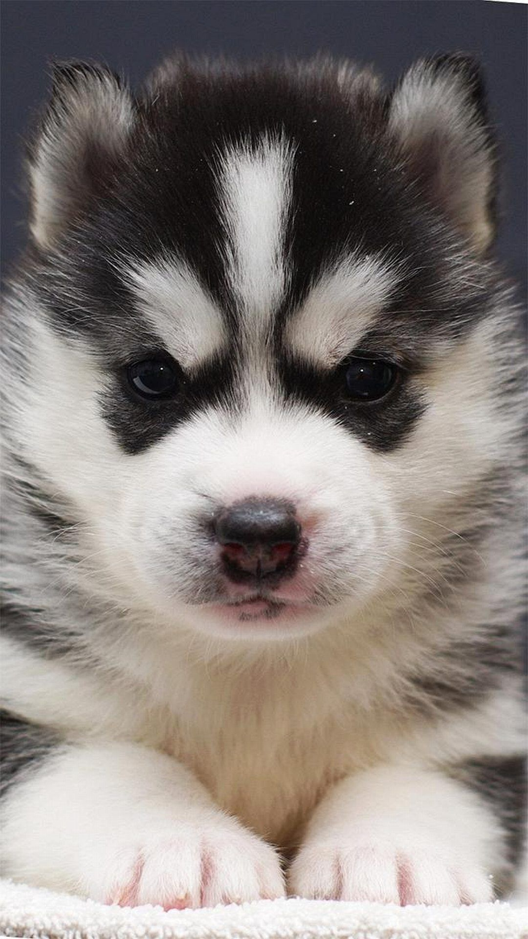 1080x1920 Husky puppy Best htc one wallpapers, free and easy to download | Cute puppy wallpaper, Puppy wallpaper, Cute puppies