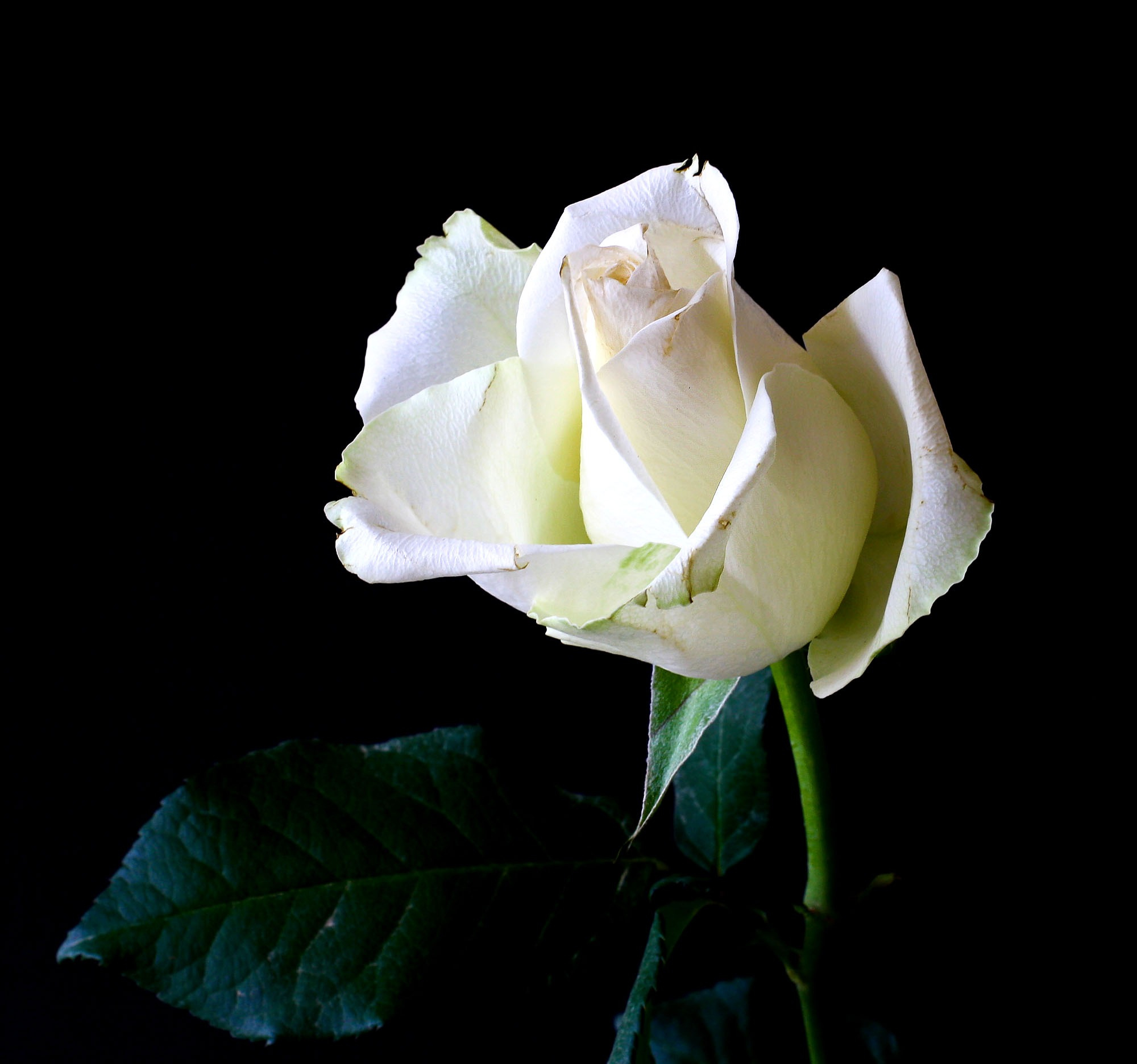 2000x1872 White Rose Photos, Download Free White Rose Stock Photos \u0026 HD Images