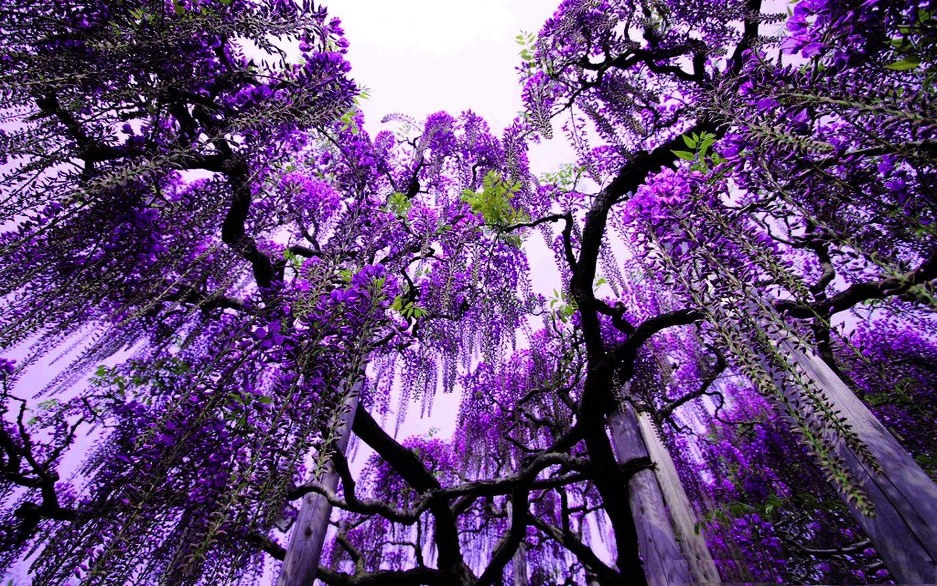 1920x1200 30+ Wisteria HD Wallpapers and Backgrounds