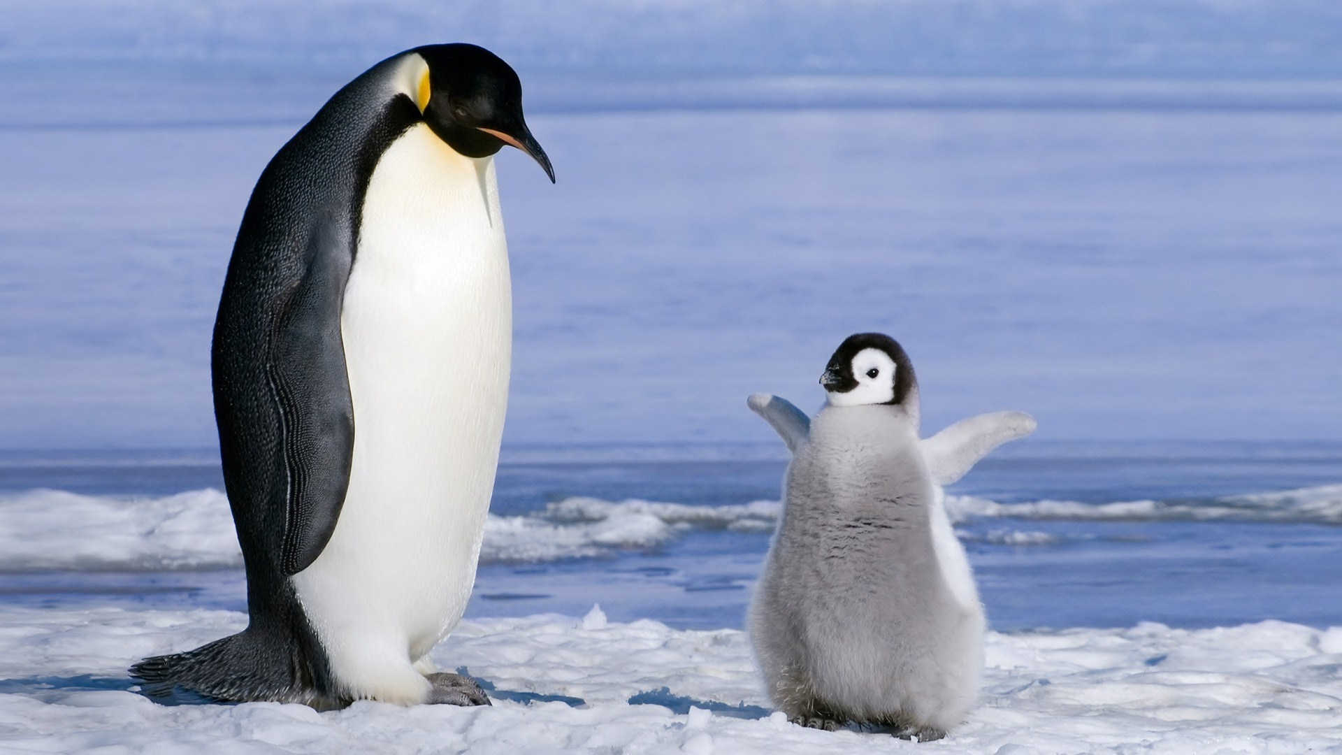 1920x1080 Penguin Parrent and Baby Penguin Wallpapers HD / Desktop and Mobile Backgrounds