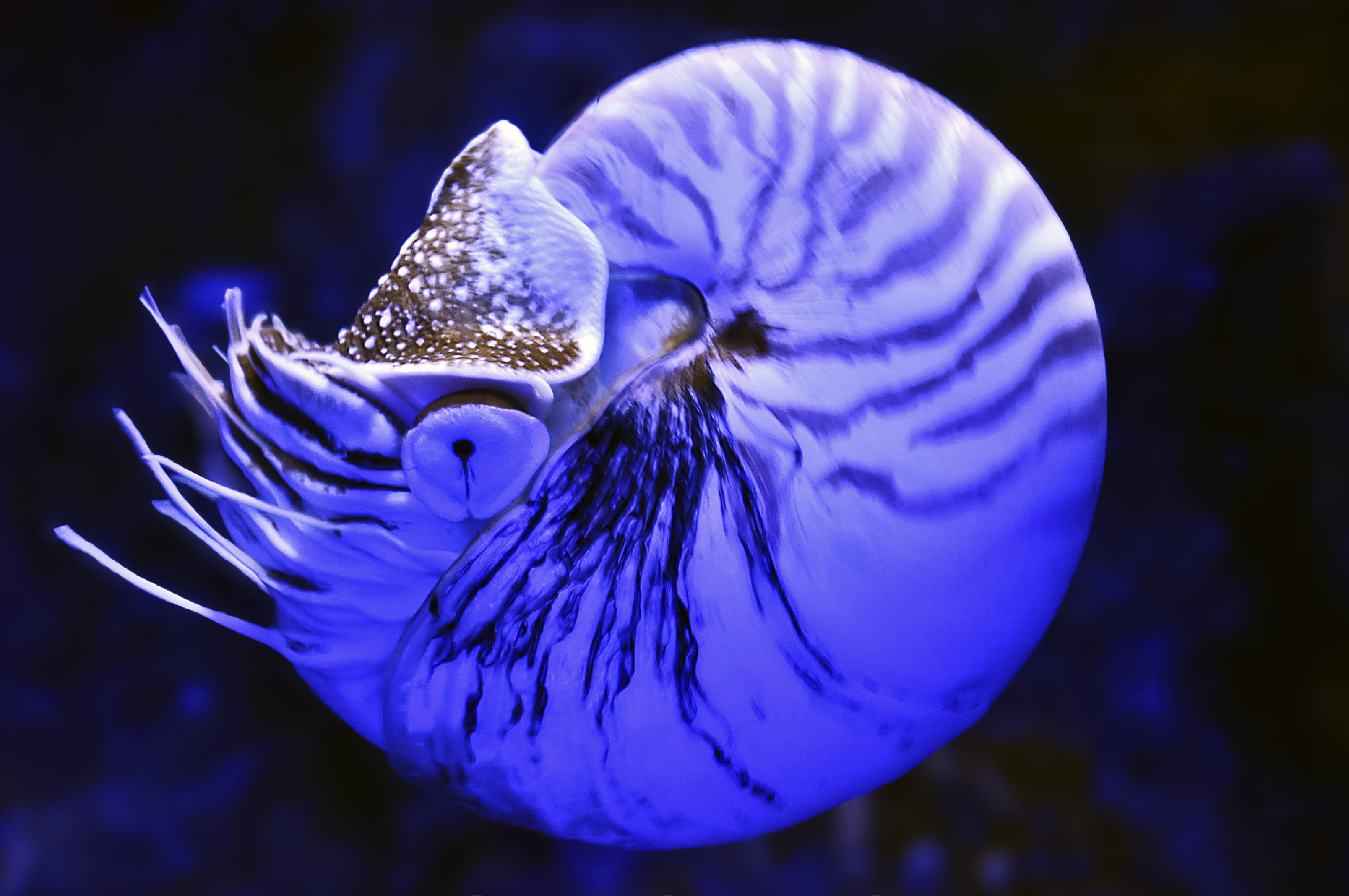 3216x2136 Under water photography of blue squid, nautilus HD wallpaper | Wallpaper Flare