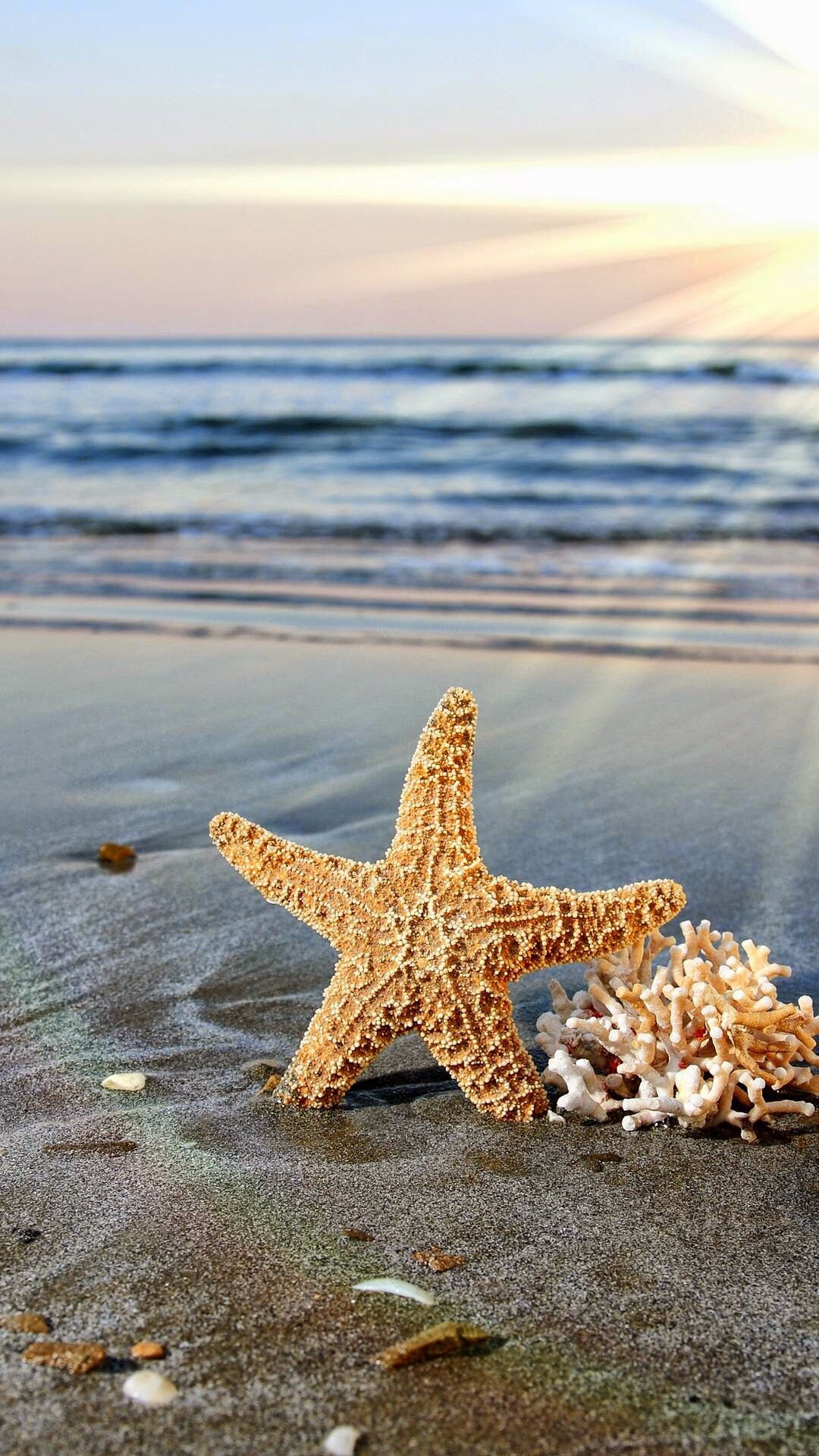 1080x1920 Starfish | Beautiful nature pictures, Beach wallpaper, Phone wallpaper