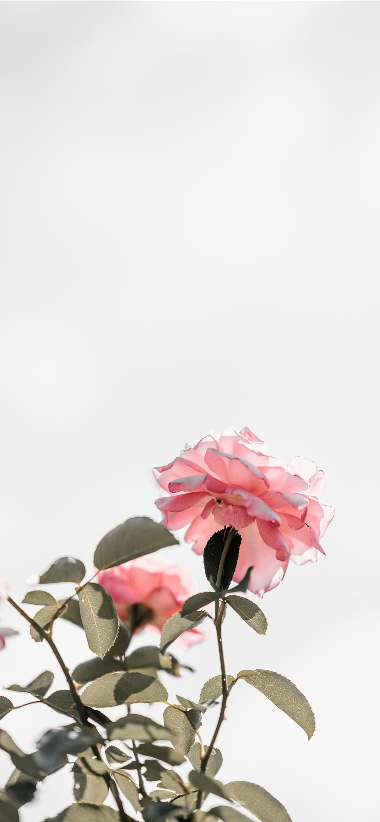1242x2688 Pink Rose iPhone Wallpapers Top Free Pink Rose iPhone Backgrounds