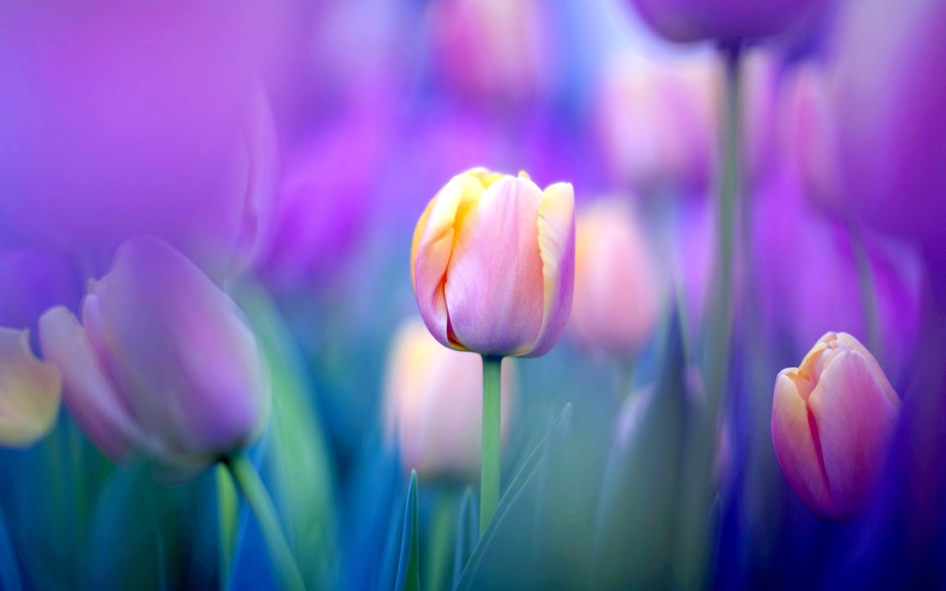 1920x1200 1200+ Tulip HD Wallpapers and Backgrounds