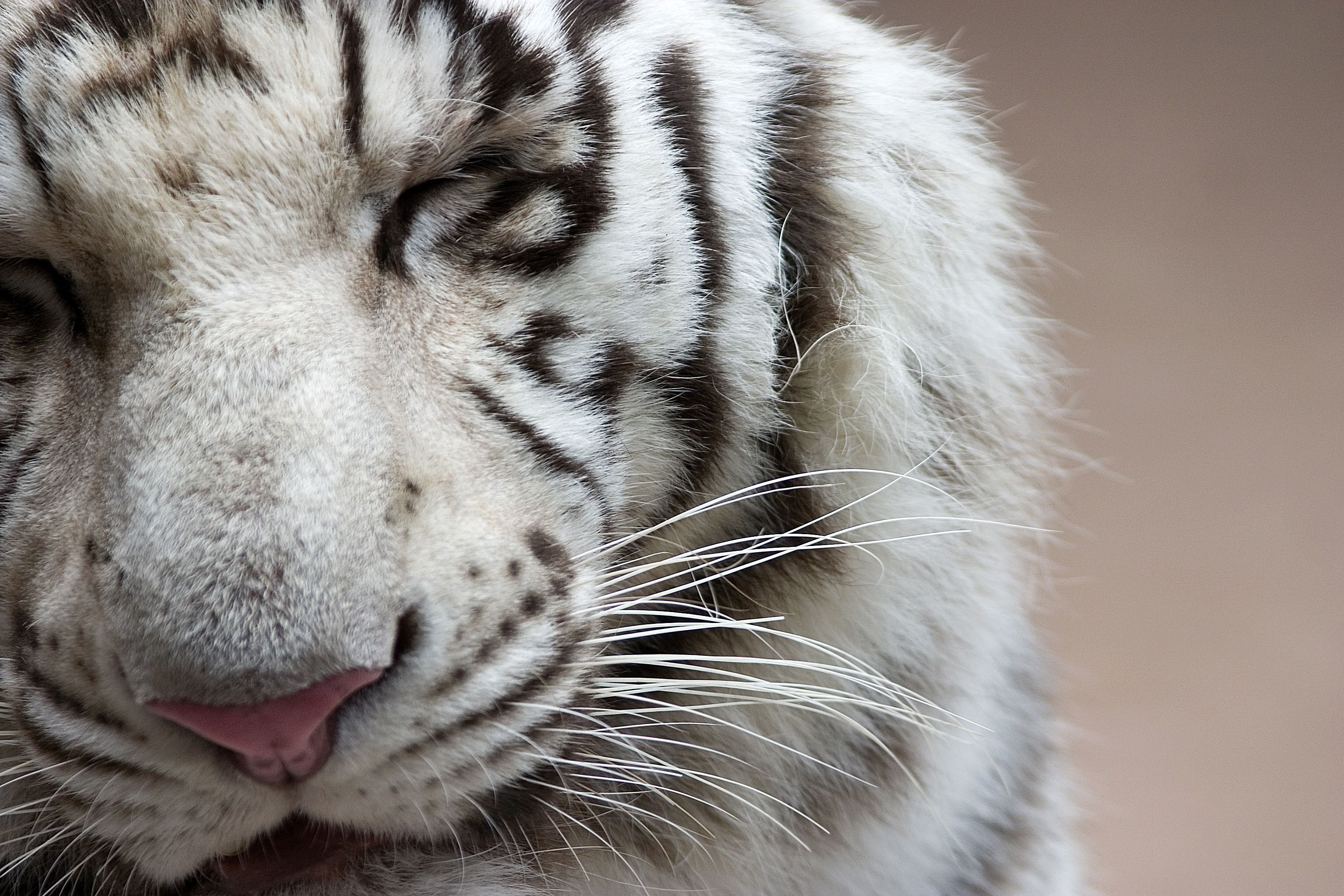 3072x2048 White Tiger Computer Wallpapers, Desktop Backgrounds | | ID:376075 | White tiger, Tiger, Animals
