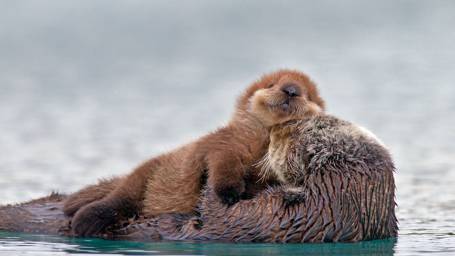 1920x1080 Sea otter with pup, Prince William Sound, Alaska Bing Gallery