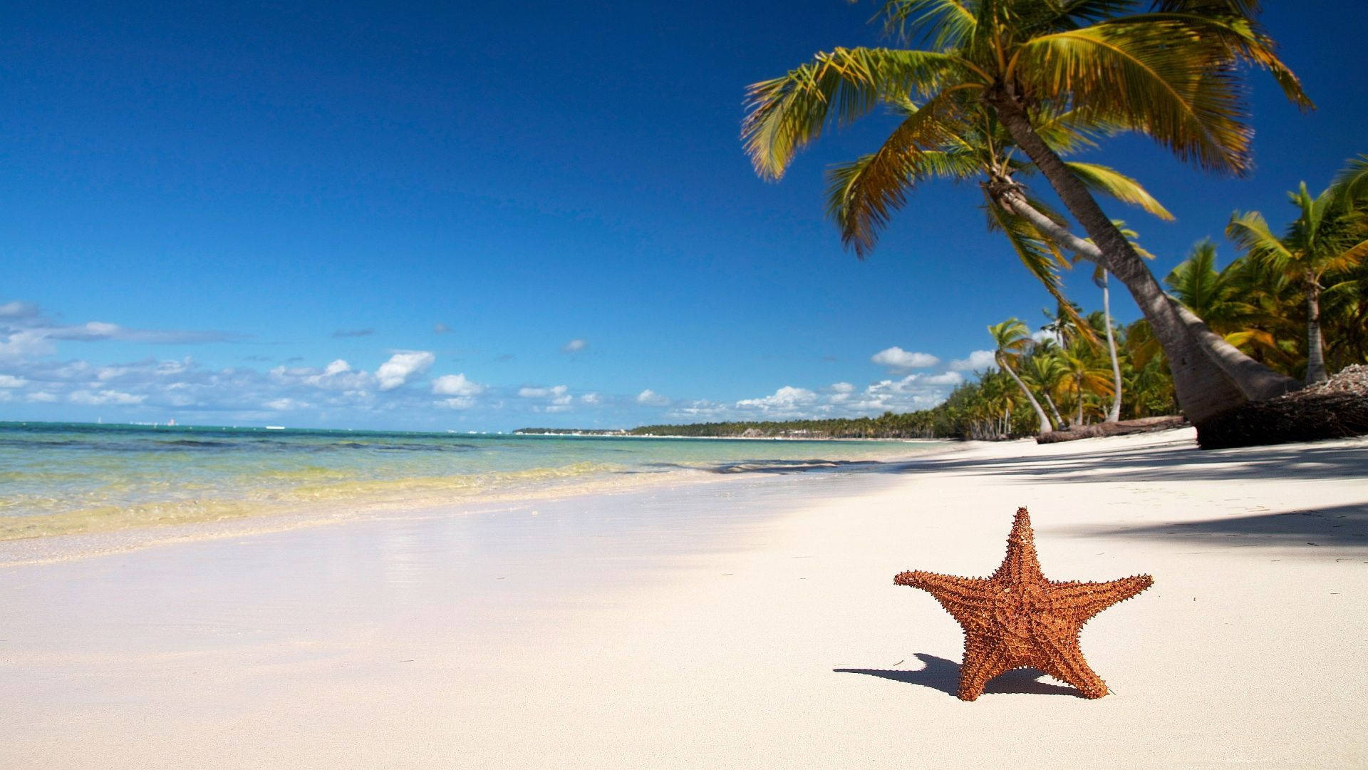 1920x1080 Download Tropical Beach Area And Starfish Wallpaper