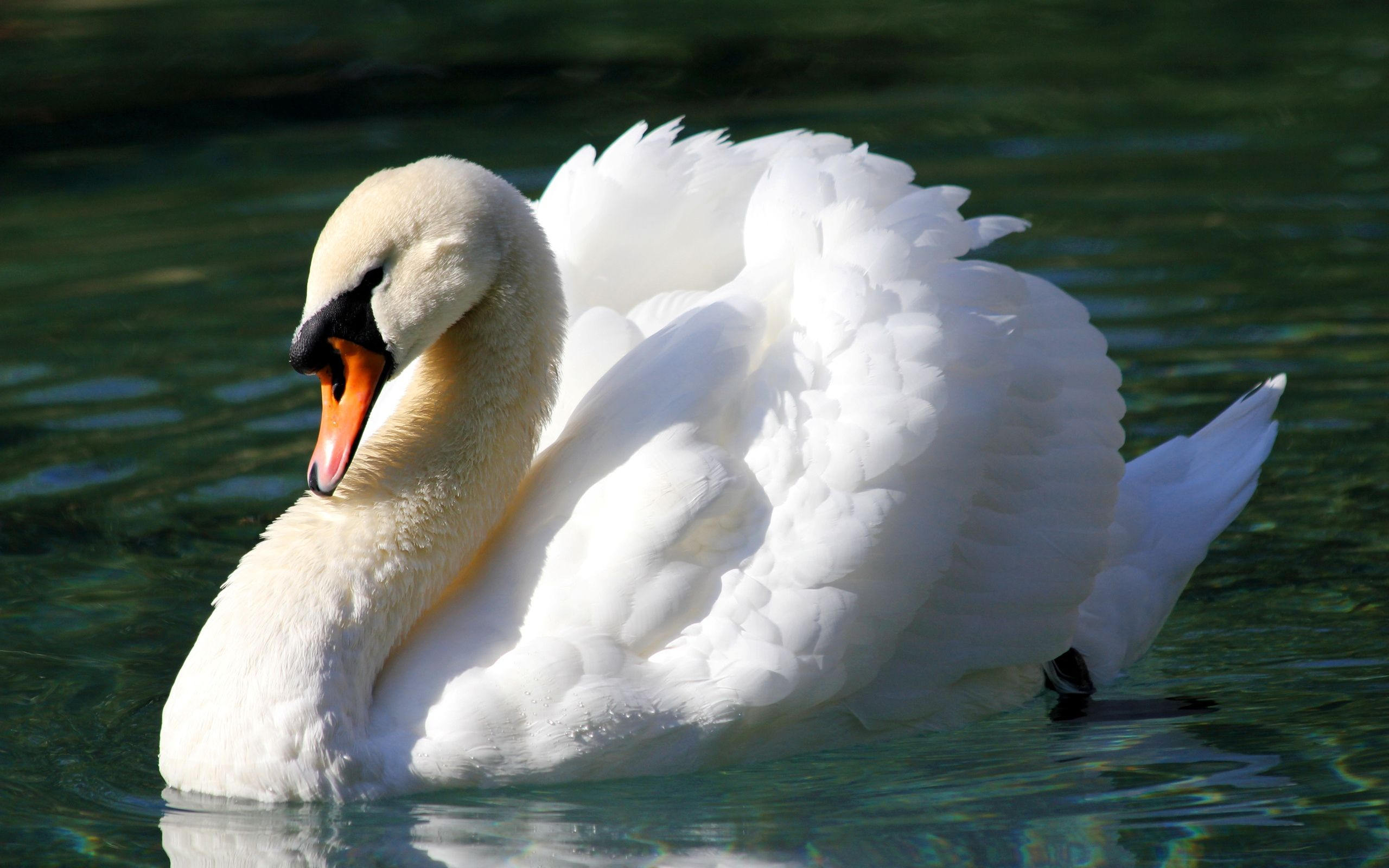 2560x1600 HD Wallpaper | Background ID:324883. Animal Mute Swan | Mute swan, Swan, Swan wallpaper