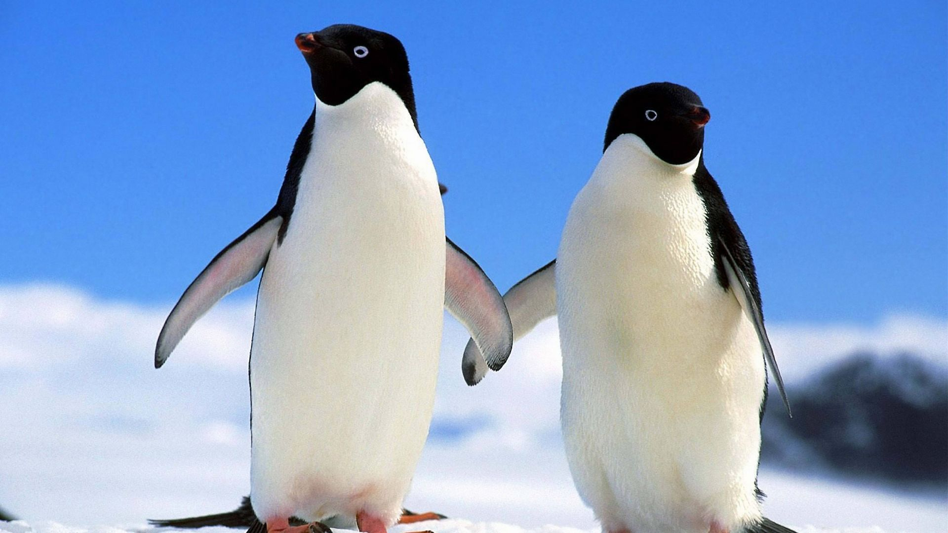 1920x1080 Penguin Wallpapers : Top Free Penguin Backgrounds, Pictures \u0026 Images Download