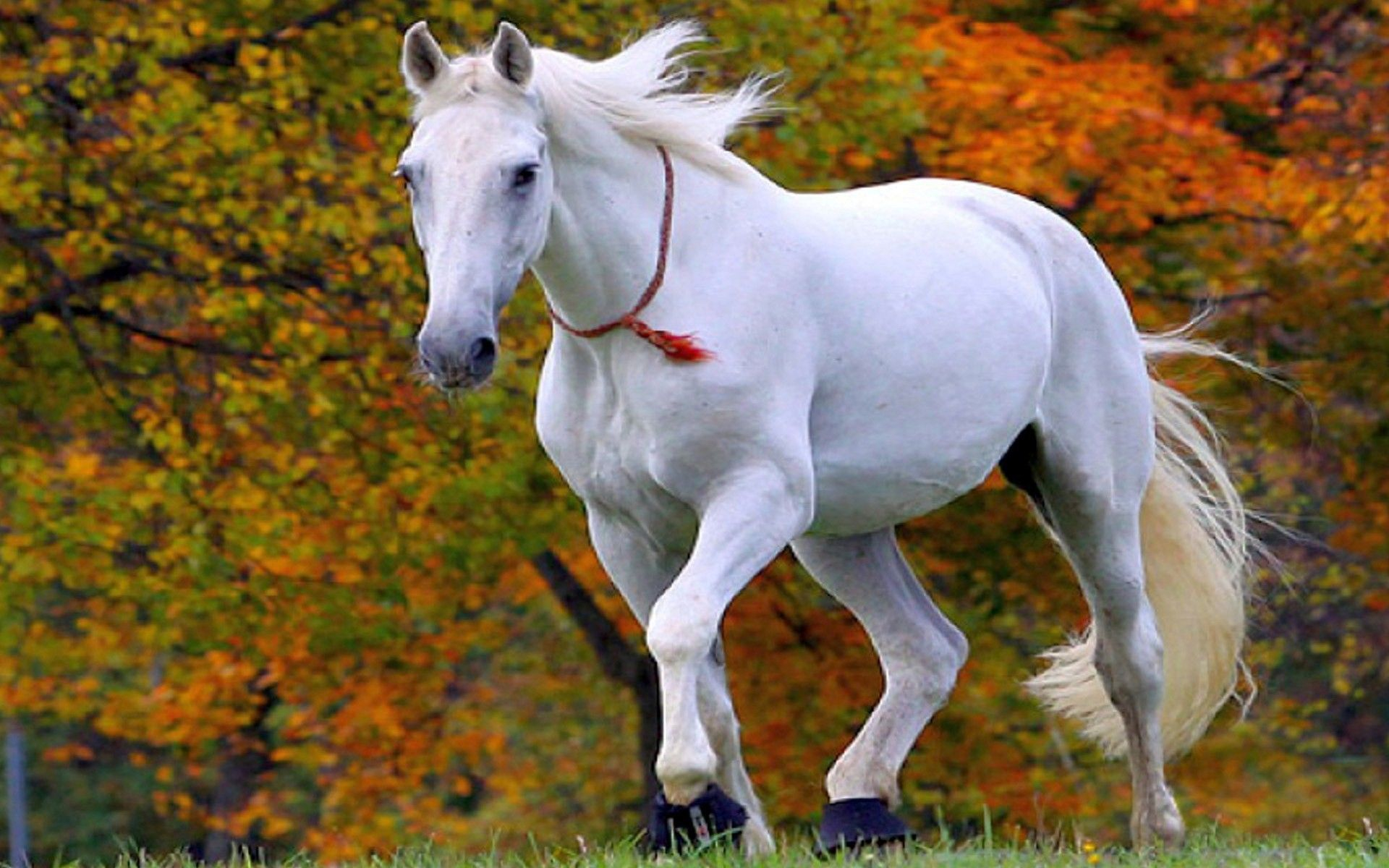 1920x1200 7 White Horse Wallpapers