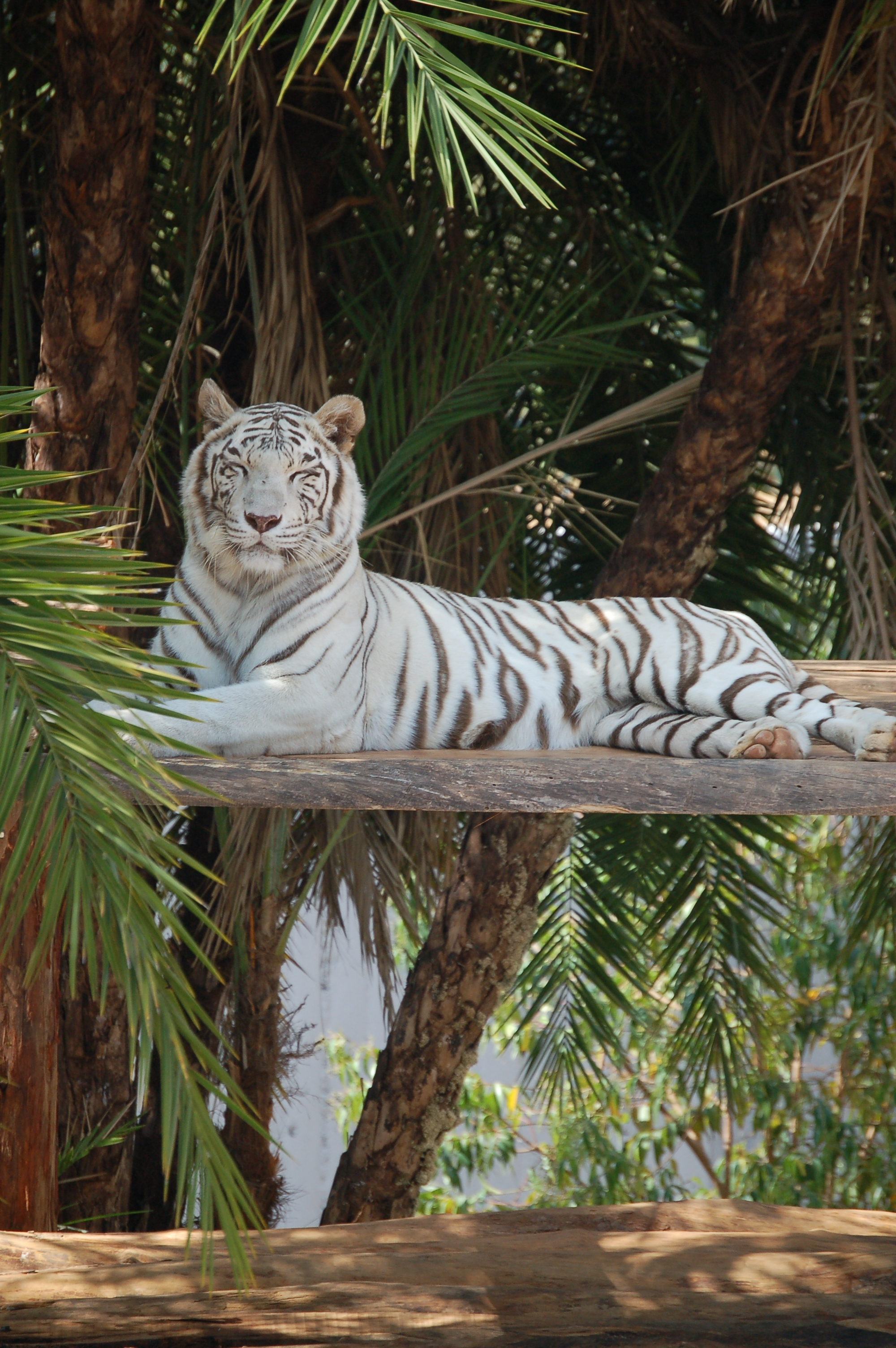 2000x3008 White Tiger Lying Near Trees &Acirc;&middot; Free Stock Phot