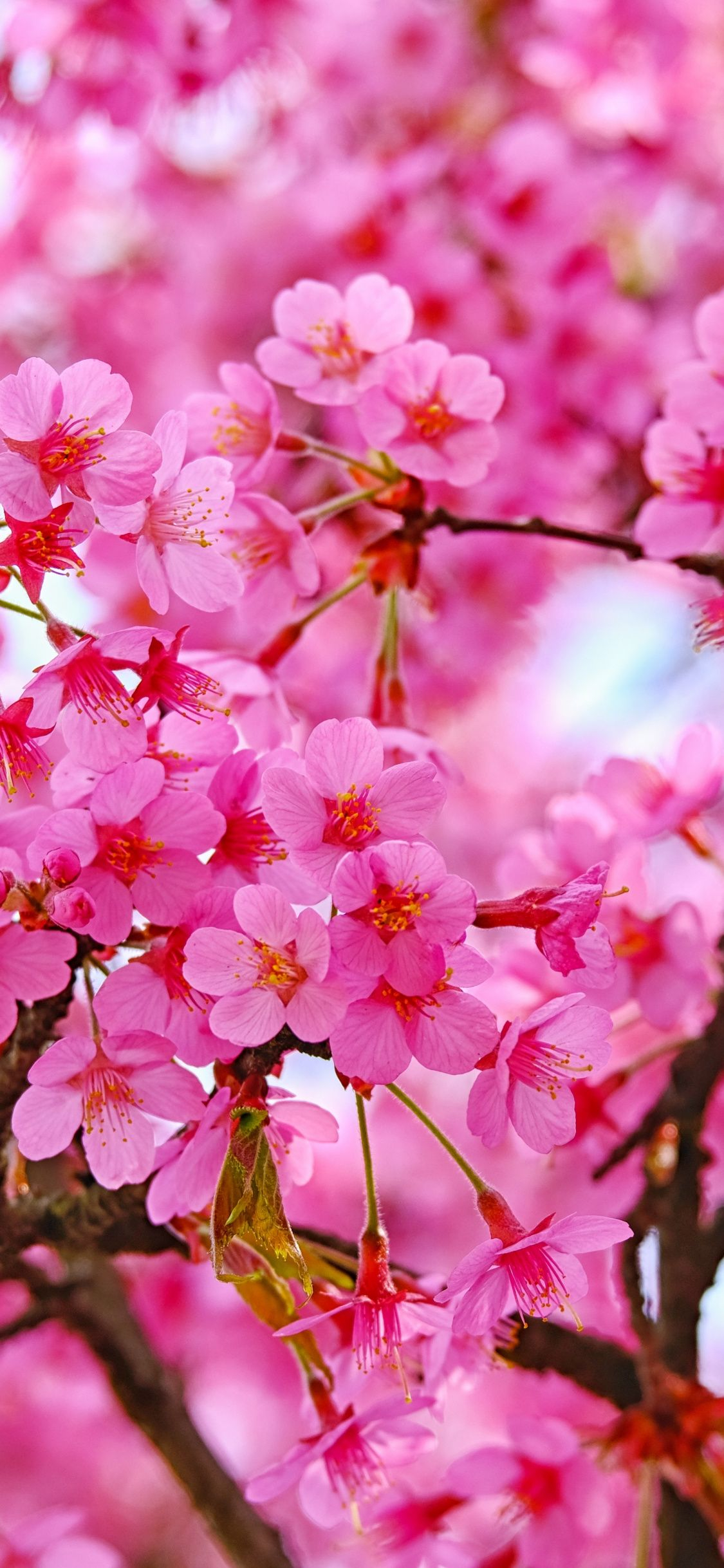 1125x2436 Cherry blossom, pink flowers, nature wallpaper | Pink flowers, Cherry blossom wallpaper, Pink flowers wallpaper