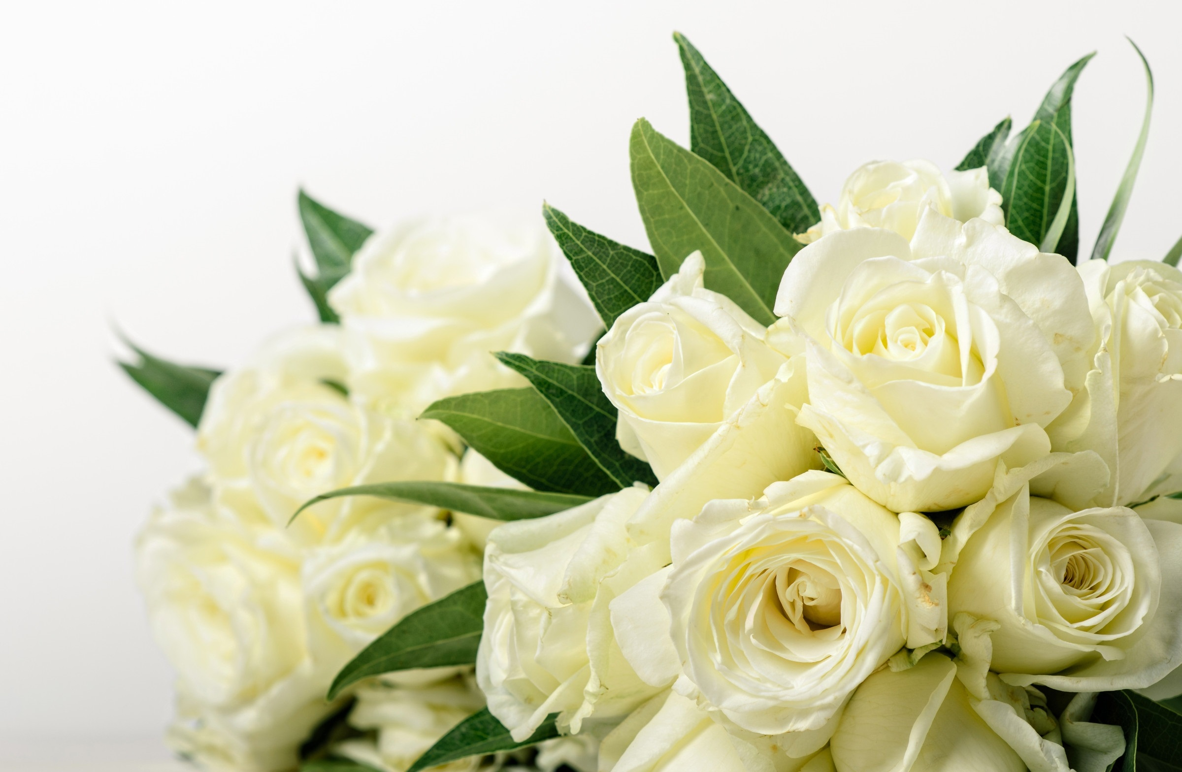 2400x1568 20+ White Rose HD Wallpapers and Backgrounds