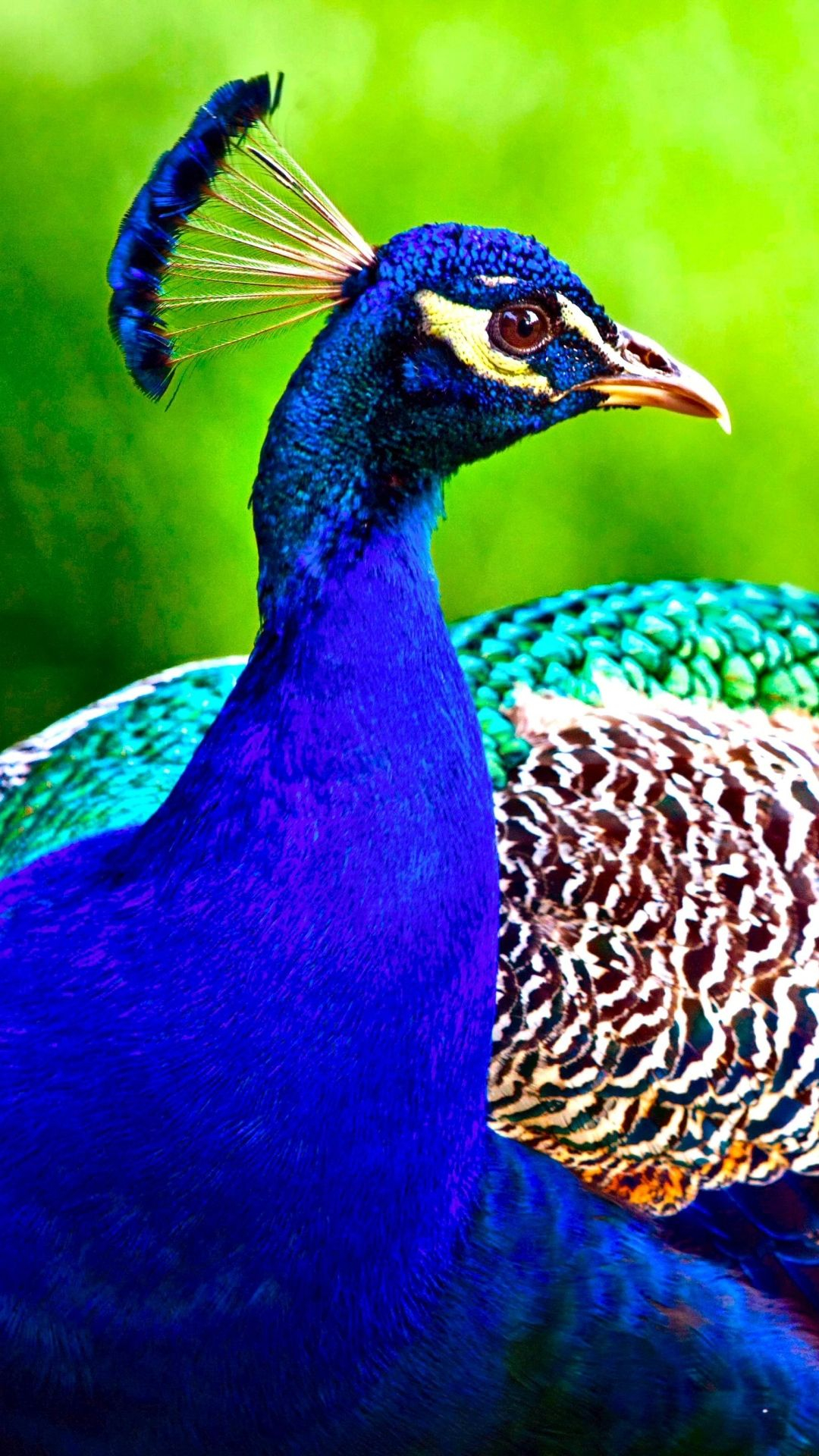 1080x1920 Peacock Wallpapers Top Best Quality Peacock Backgrounds (HD,4k