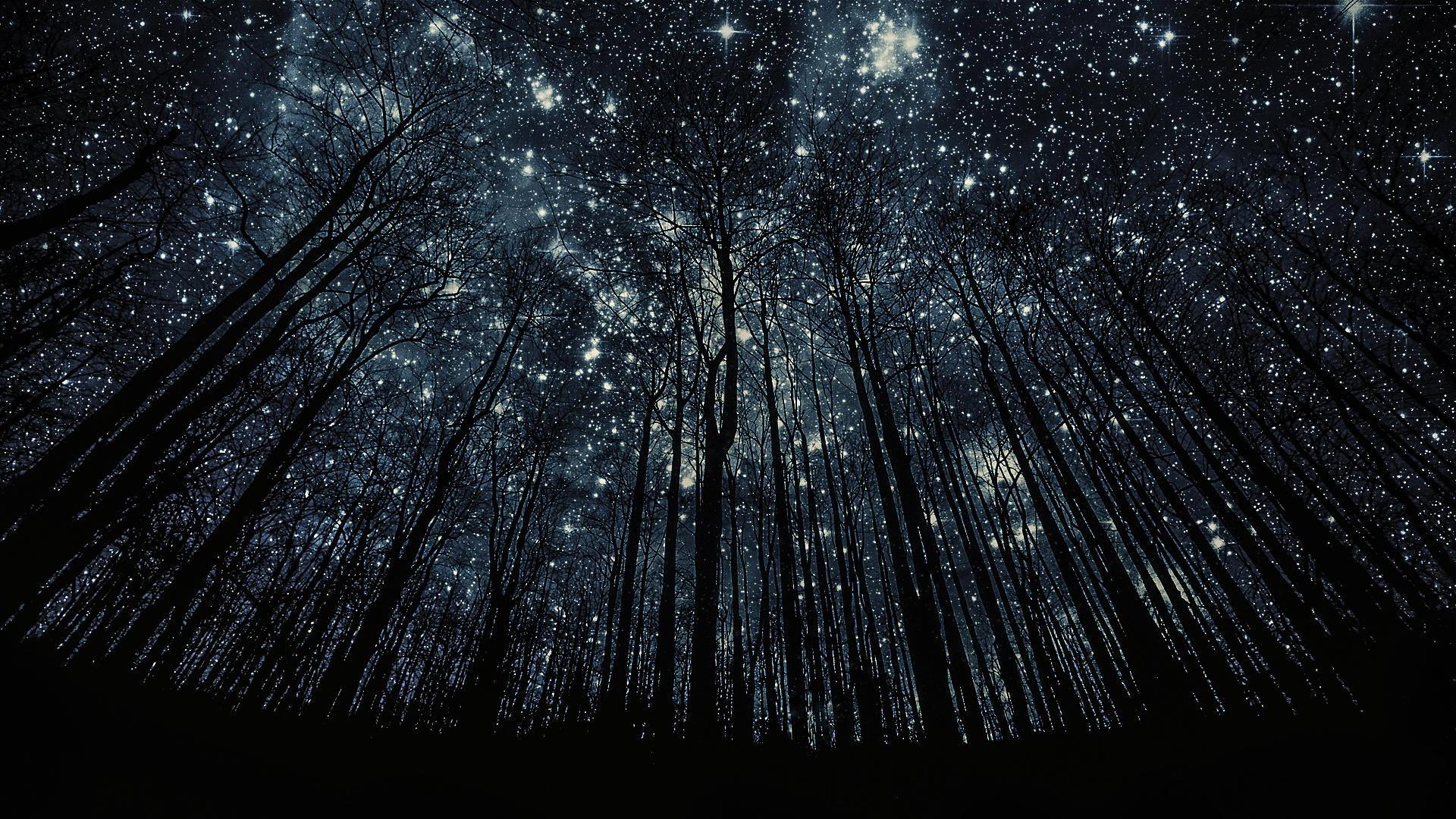 1920x1080 Forest Stars Wallpapers Top Free Forest Stars Backgrounds