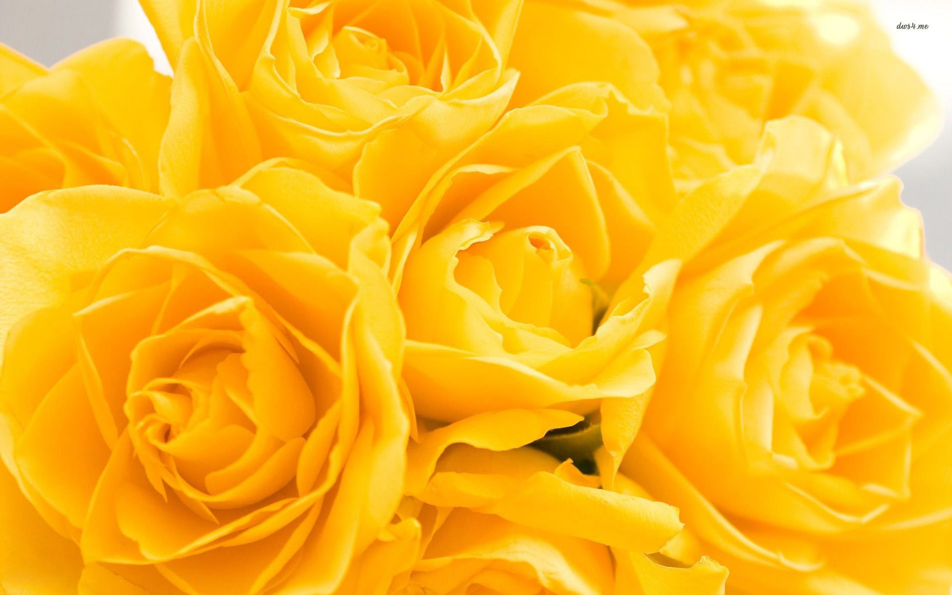 1920x1200 Yellow Flower Wallpapers Gorgeous 72 Yellow Rose Wallpapers | Fotos de flores hermosas, Fondos de pantalla flores hermosas, Flores bonitas