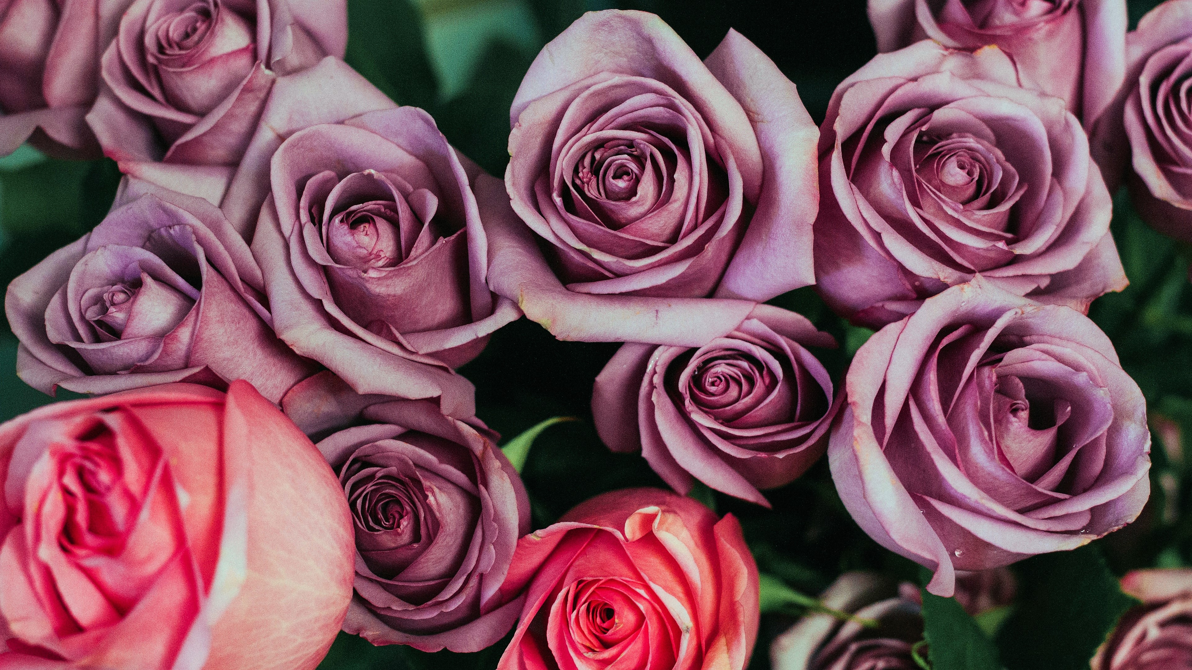 3840x2160 Purple Rose HD Wallpapers and Backgrounds