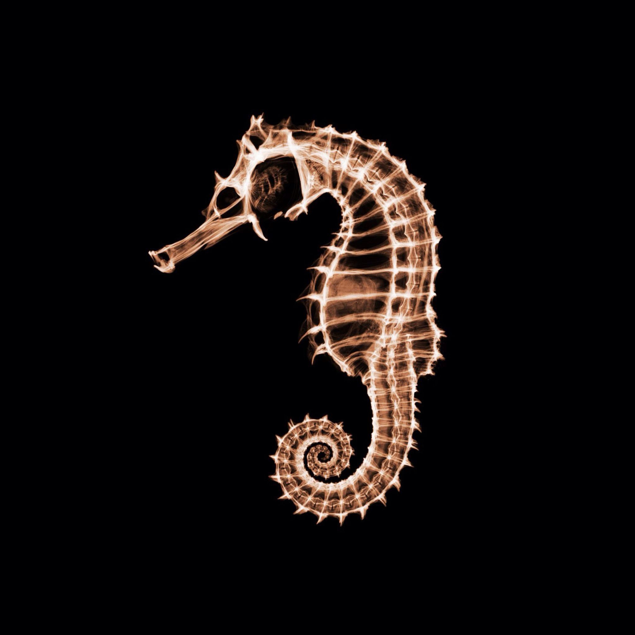 2048x2048 Pin by Alicia D. on Wallpapers | Seahorse, Horse wallpaper, Ocean animals