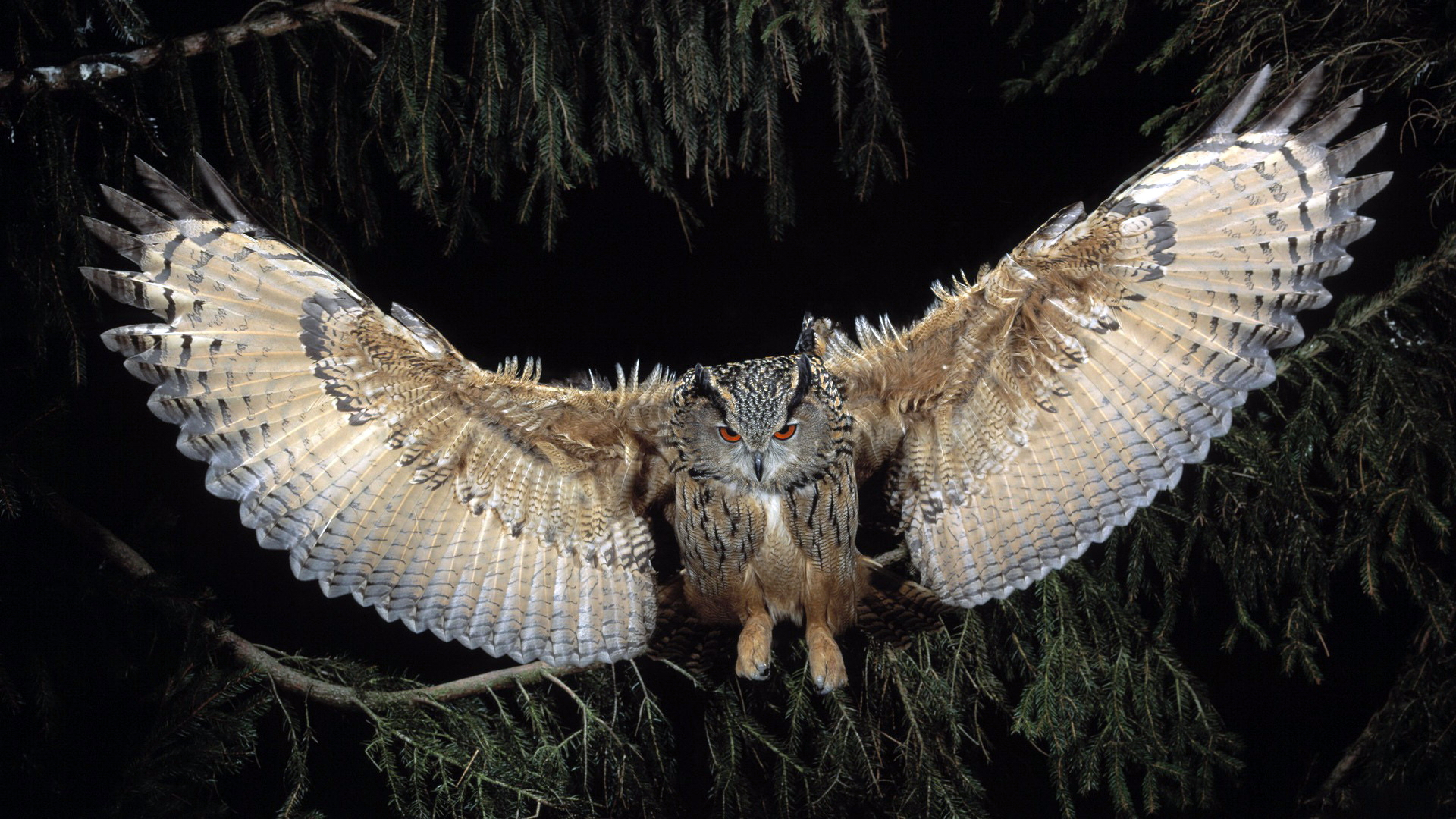 1920x1080 Great Horned Owl, HD Birds, 4k Wallpapers, Images, Backgrounds, Photos and Pictures