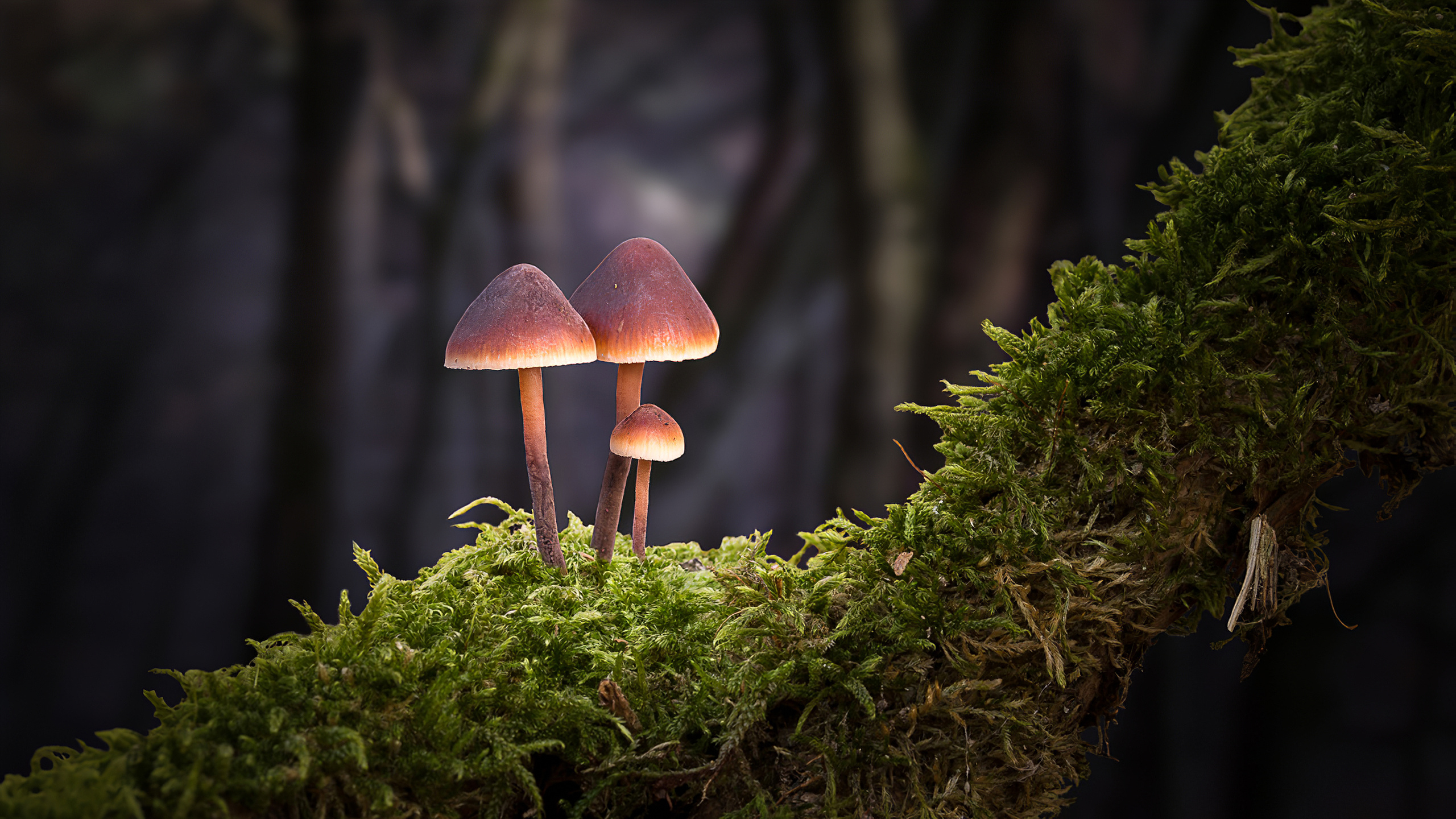 2560x1440 Mushroom Forest Wallpapers