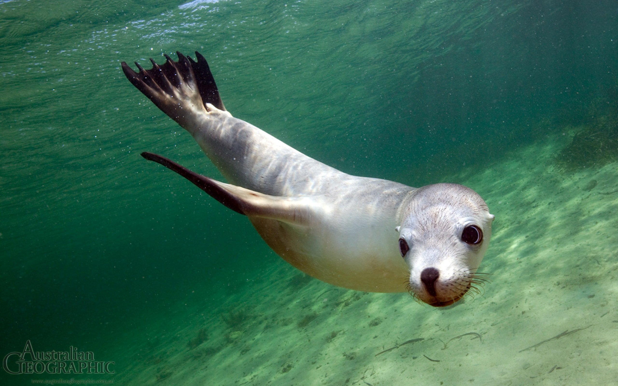 2560x1600 Sea lion, South Australia Australian Geographic