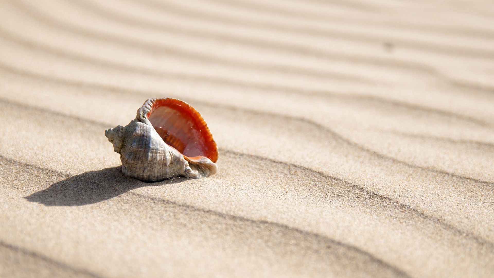 1920x1080 Desktop Wallpaper Seashell In The Sand , Hd Image, Picture, Background, Pywfed
