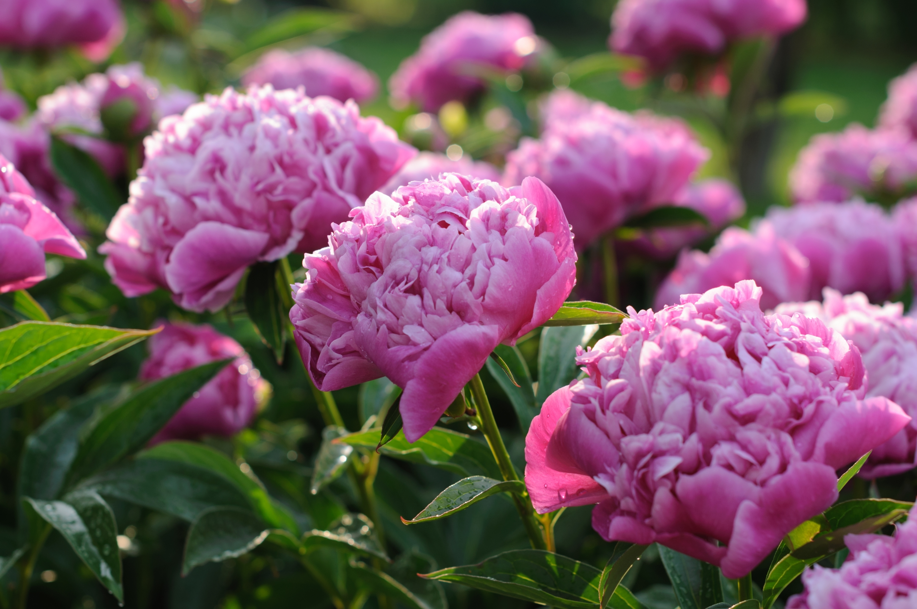 3000x1993 50+ Peony HD Wallpapers and Backgrounds