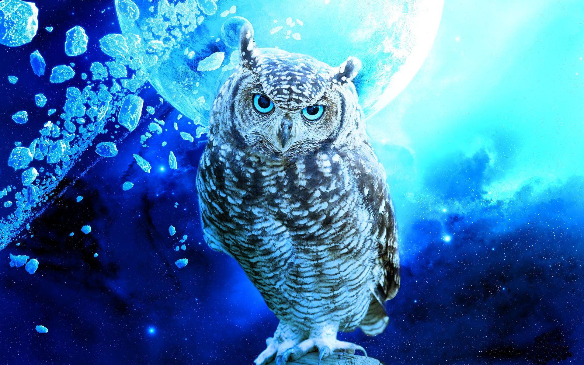 1920x1200 Blue Owl Wallpapers Top Free Blue Owl Backgrounds