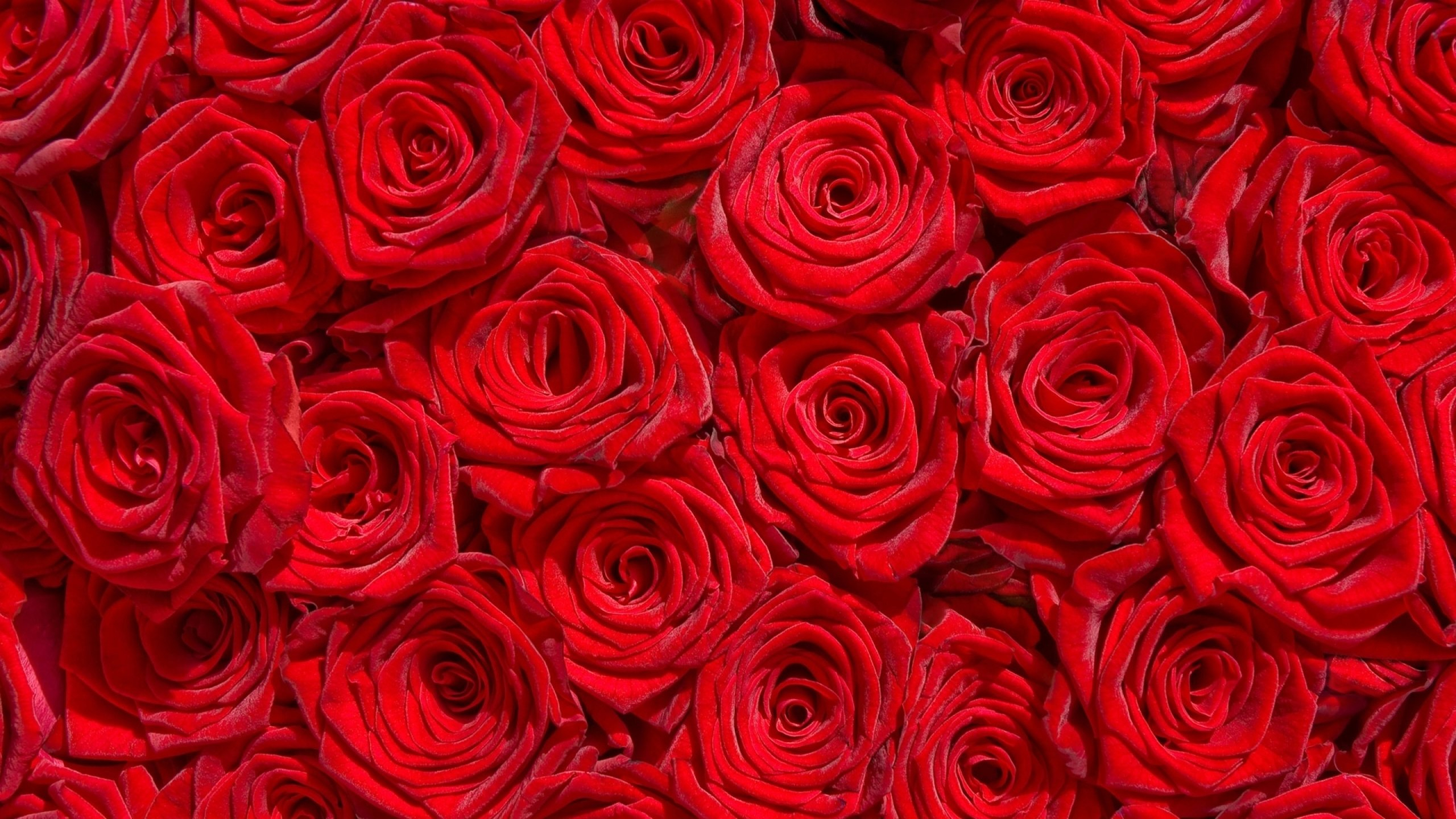 2560x1440 rose, Flowers, Flower, Roses, Bokeh, Landscape, Nature, Garden Wallpapers HD / Desktop and Mobile Backgrounds