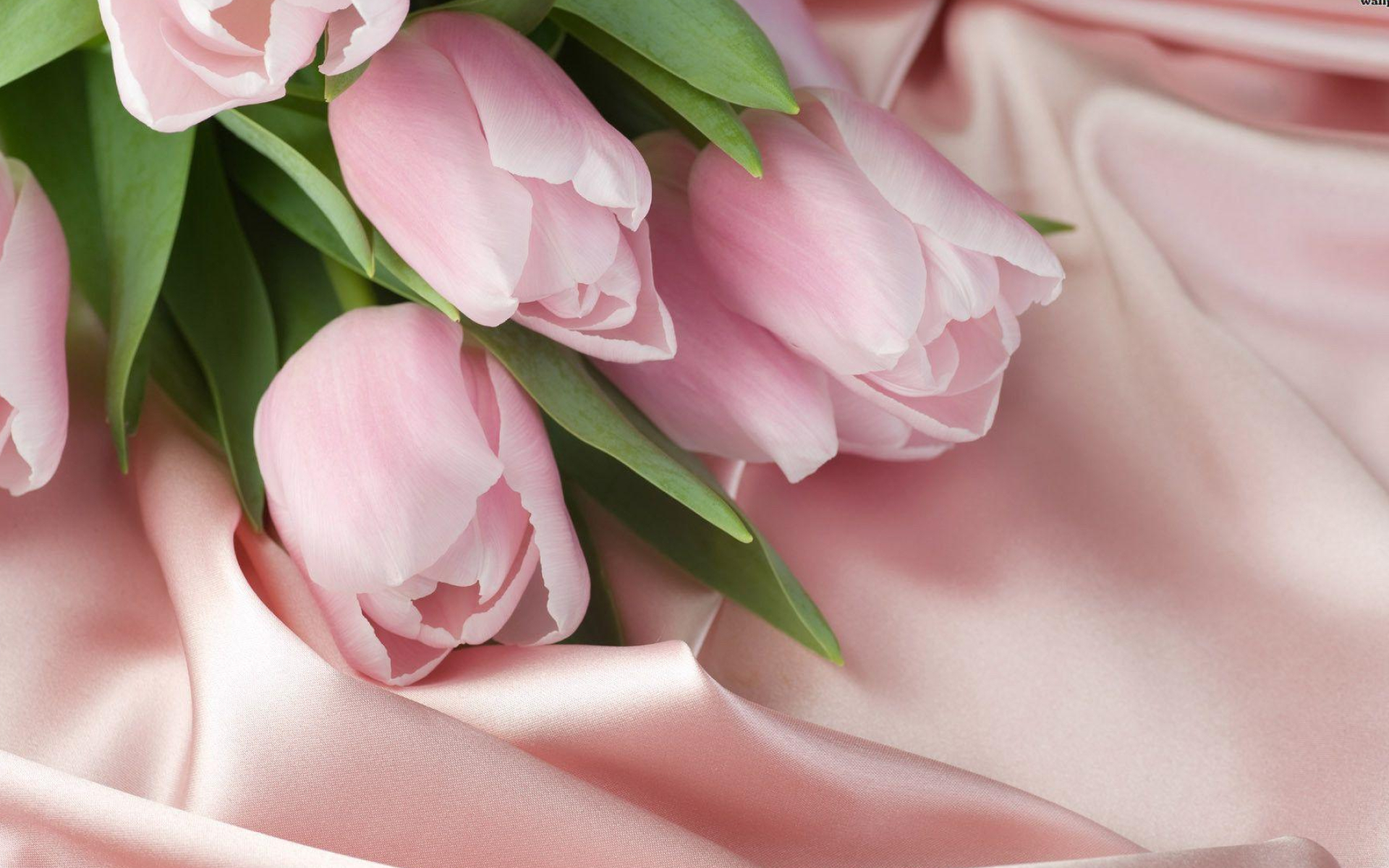 1920x1200 Pink Tulips Wallpapers