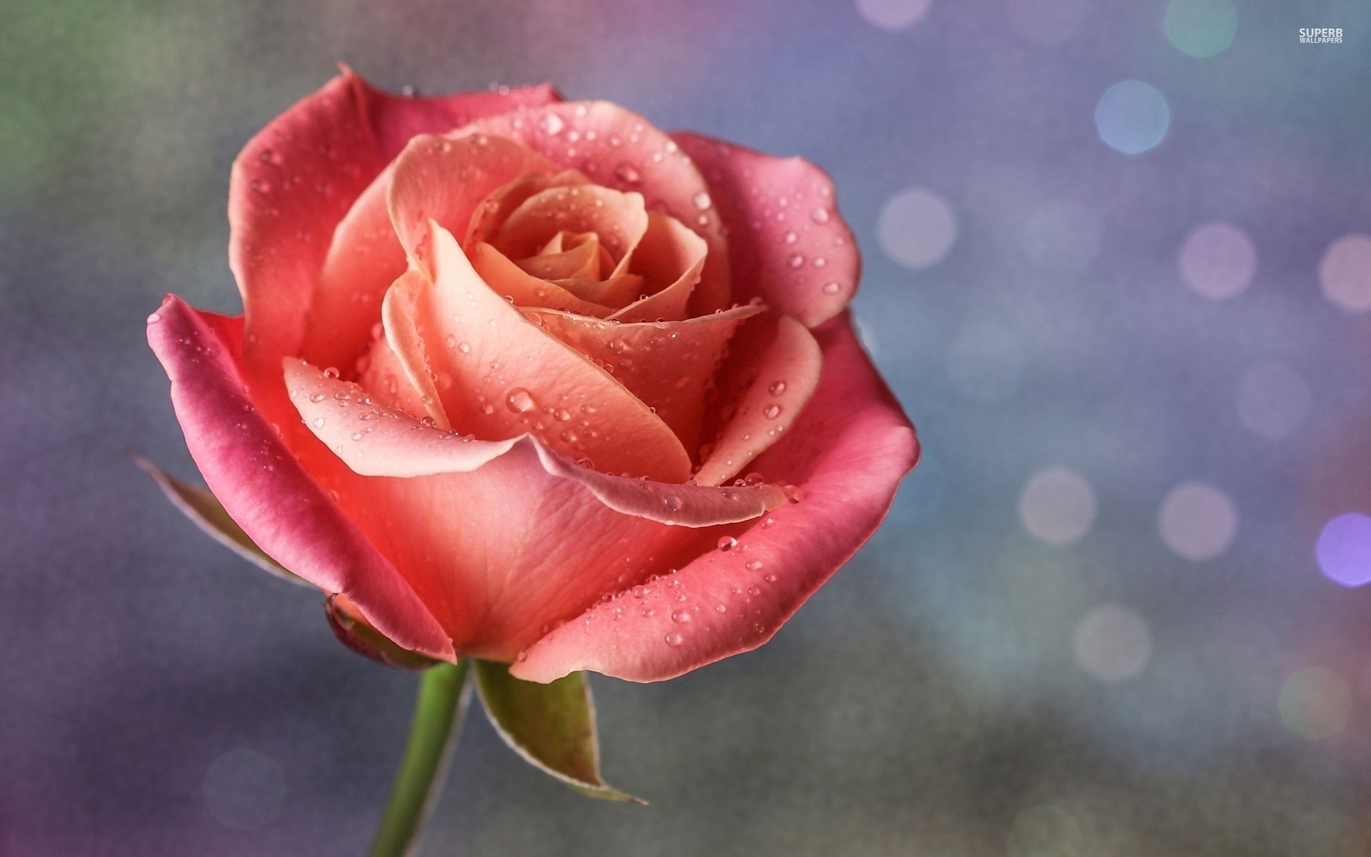 1920x1200 Free Pink Rose, Download Free Pink Rose png images, Free ClipArts on Clipart Library