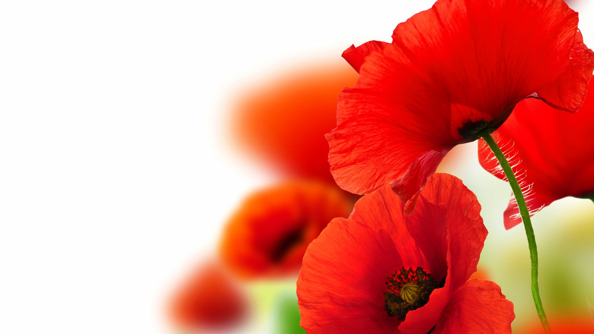 1920x1080 Desktop Wallpaper Red Poppy Flower, Close Up, Hd Image, Picture, Background, Uyfim8