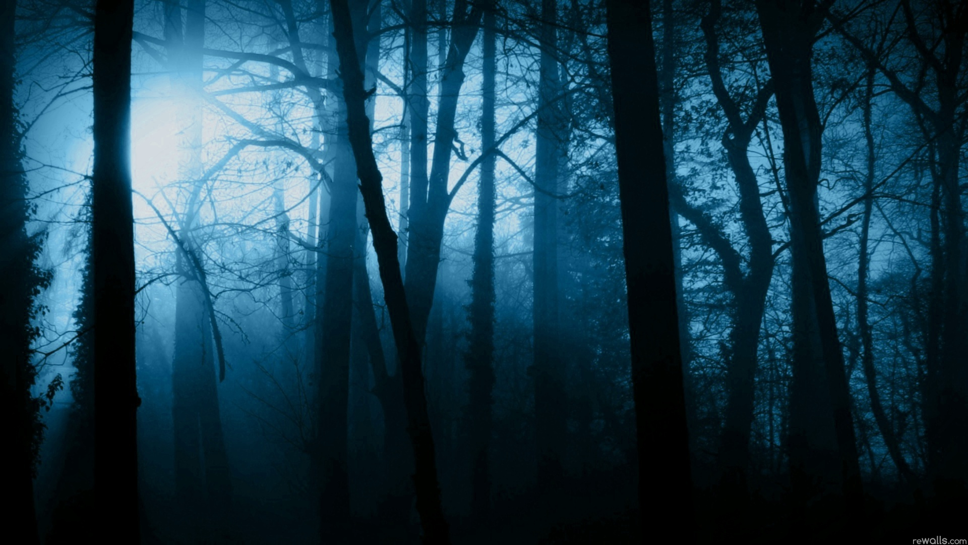 1920x1080 49+] Dark Scary Forest Wallpaper