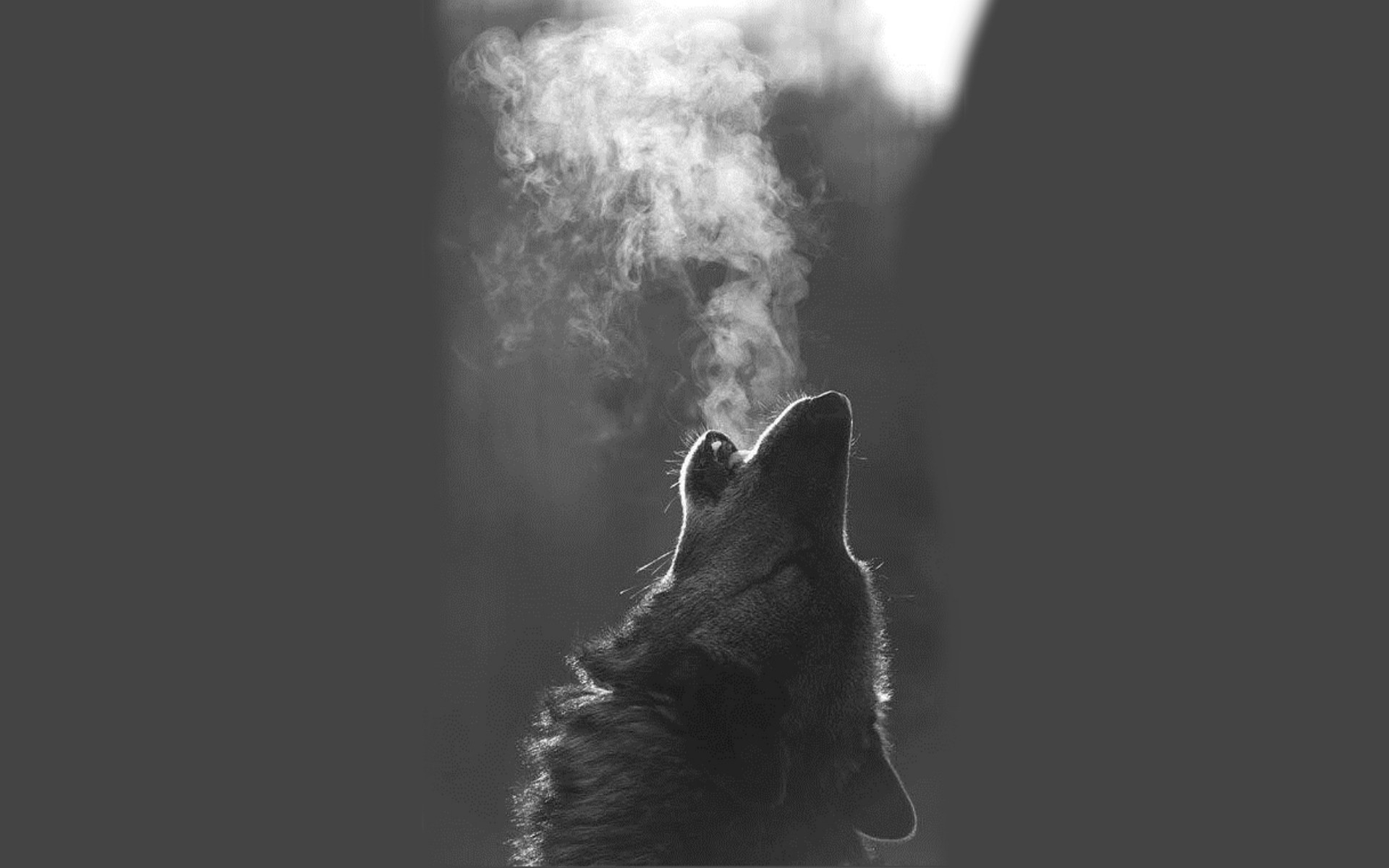 1920x1200 Download Wallpaper wolf, , Wolf howling at the m