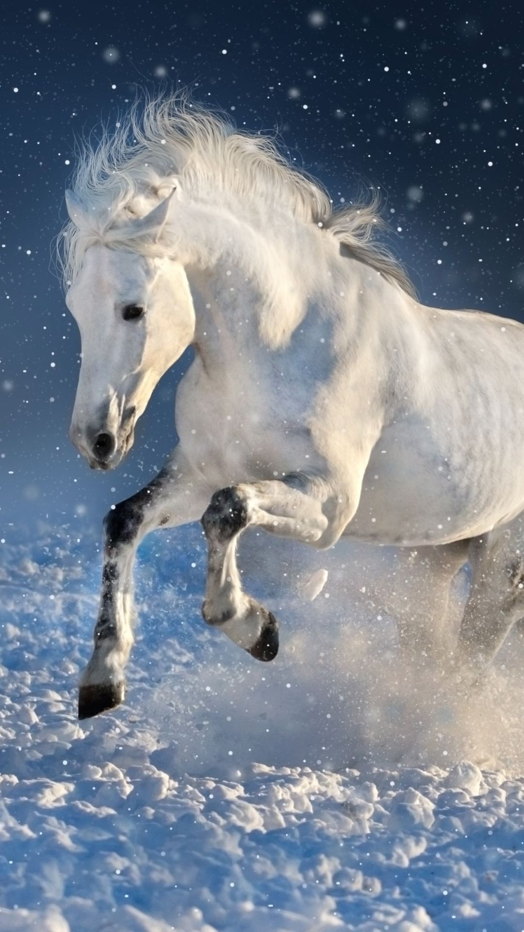 1080x1920 White horse, run, mammal, portrait, | Horse wallpaper, Animal wallpaper, Animals