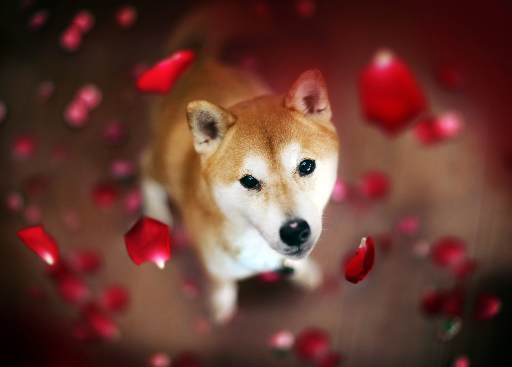 2048x1470 90+ Shiba Inu HD Wallpapers and Backgrounds