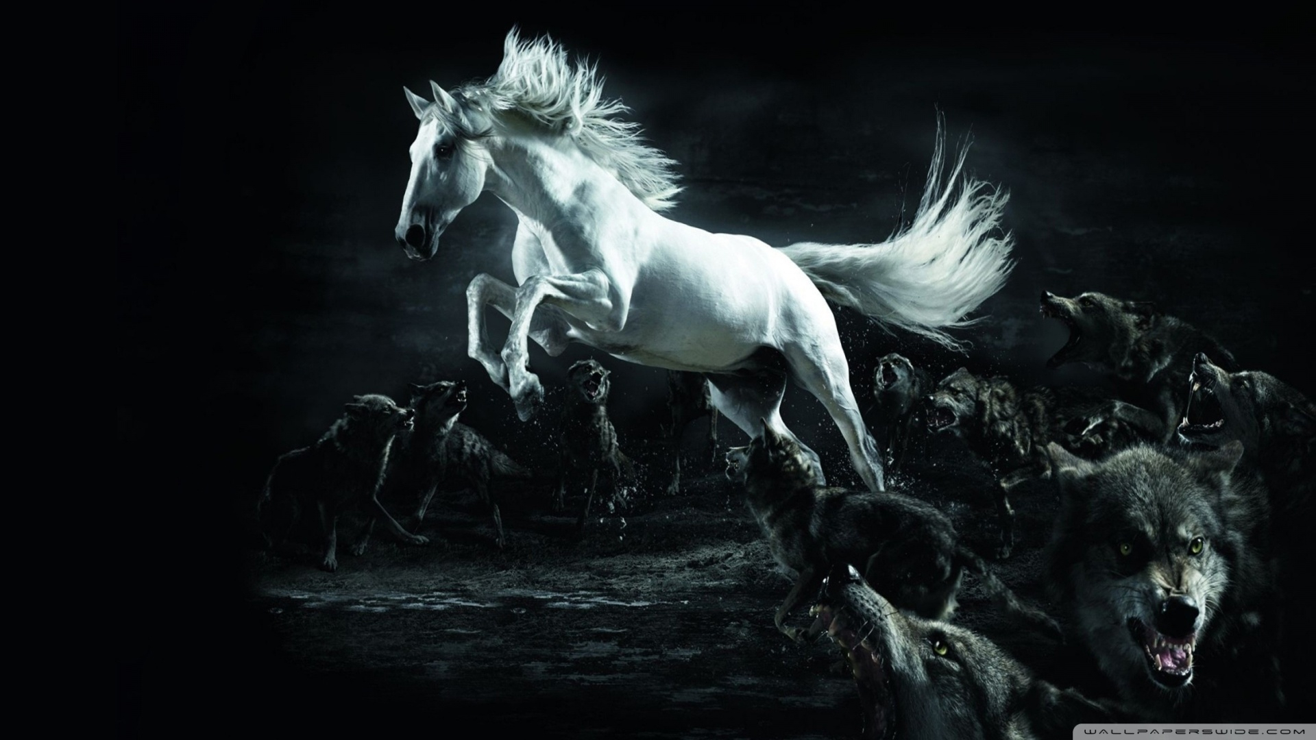 1920x1080 White Horse Vs Wolves Random Wallpaper (36203016) Fanpop