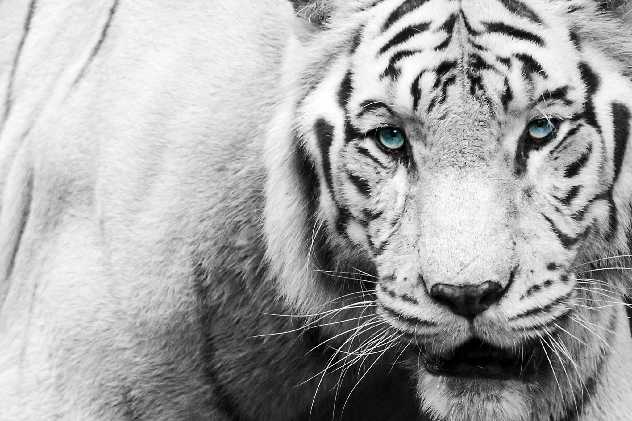 2048x1363 Black-White Tiger wallpaper | animals | Wallpaper Better