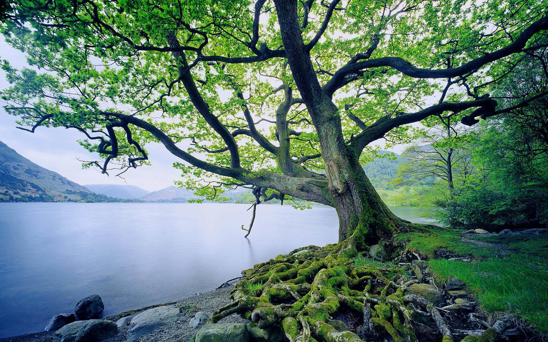 1920x1200 10+ Oak Tree HD Wallpapers and Backgrounds