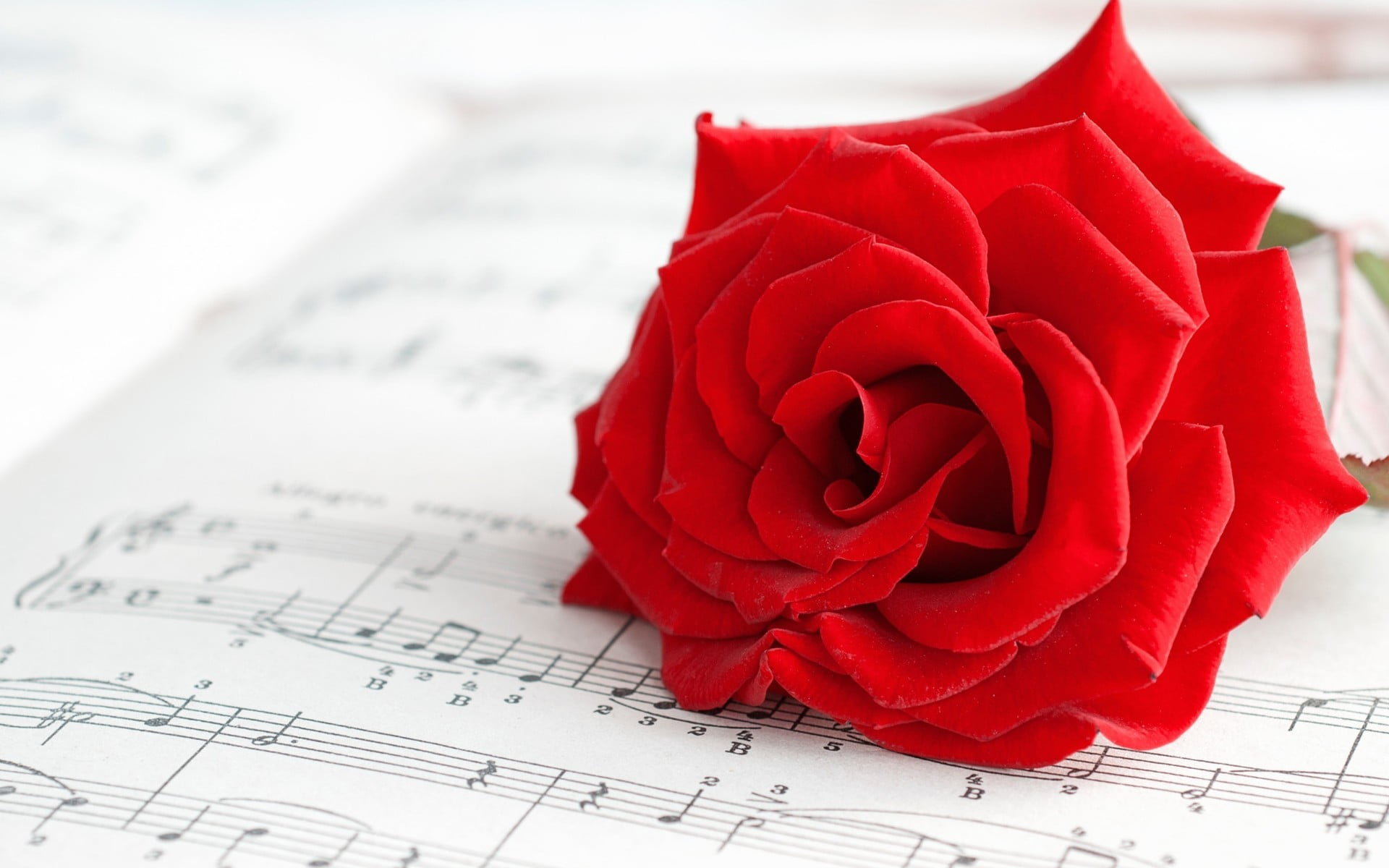 1920x1200 Red rose on top of music sheet HD wallpaper